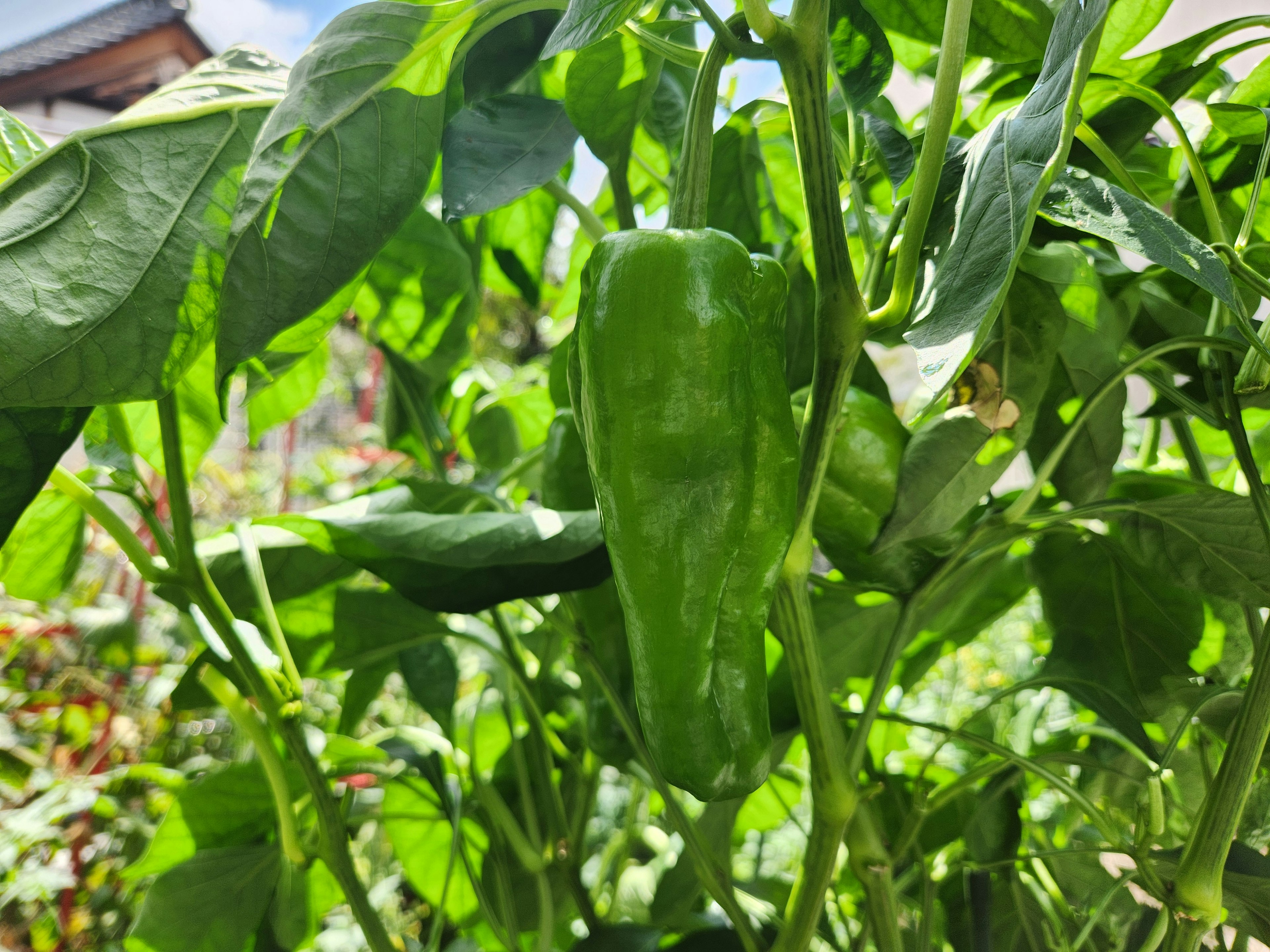 Grüner Chili, der zwischen üppigem grünem Laub wächst