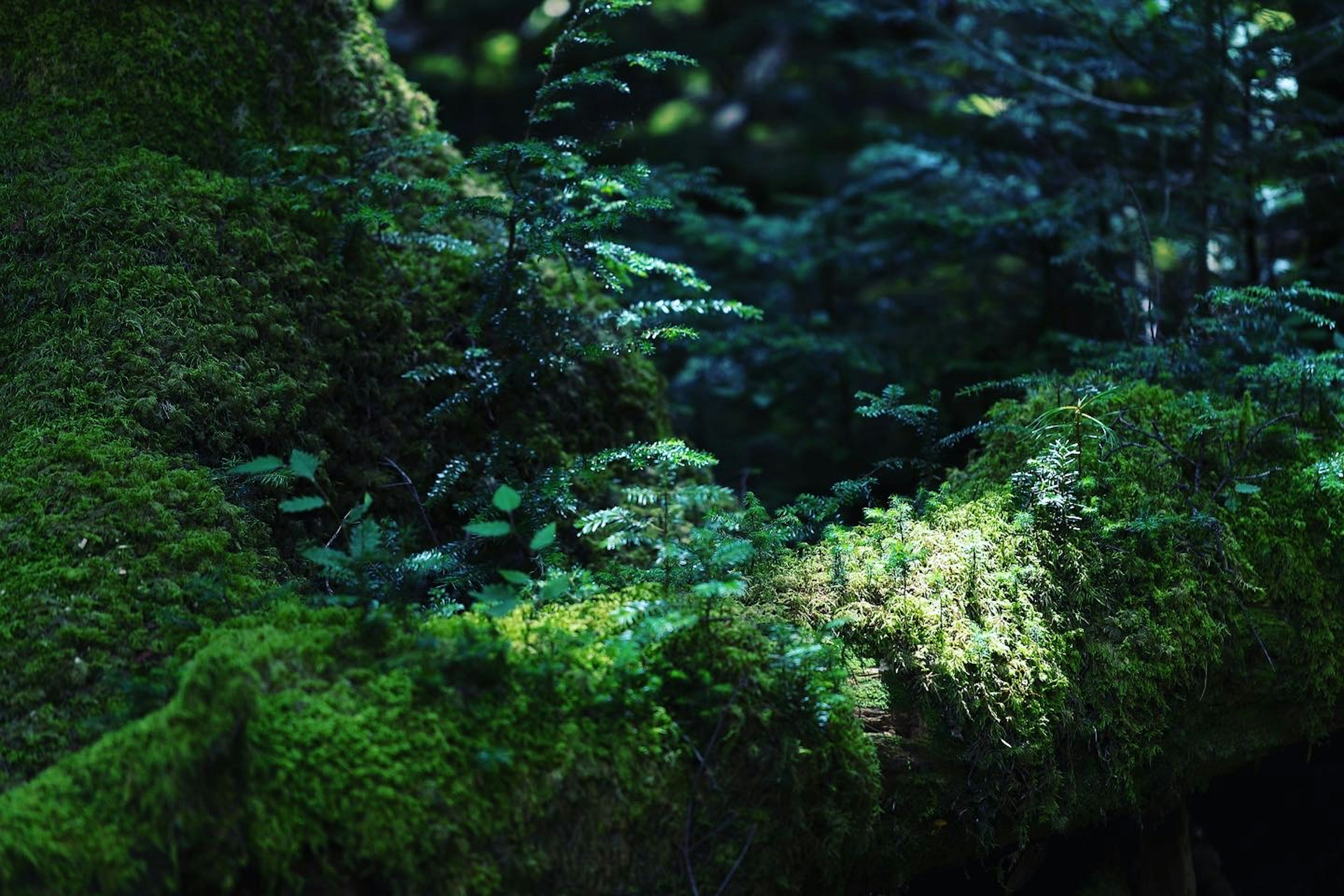 緑の苔に覆われた木の幹と小さな植物が見える神秘的な森の一部