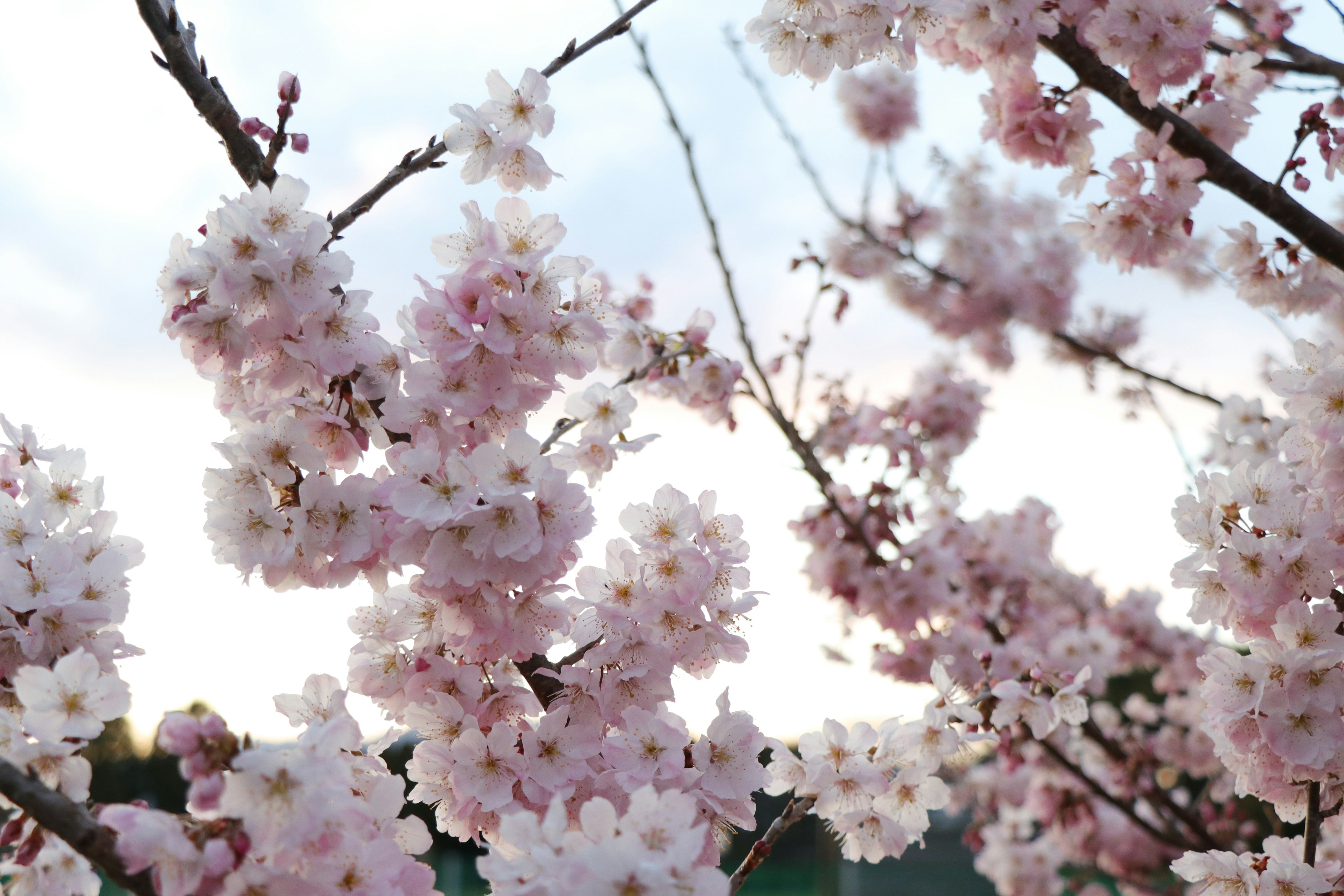 桜の花が咲いている美しい枝のクローズアップ