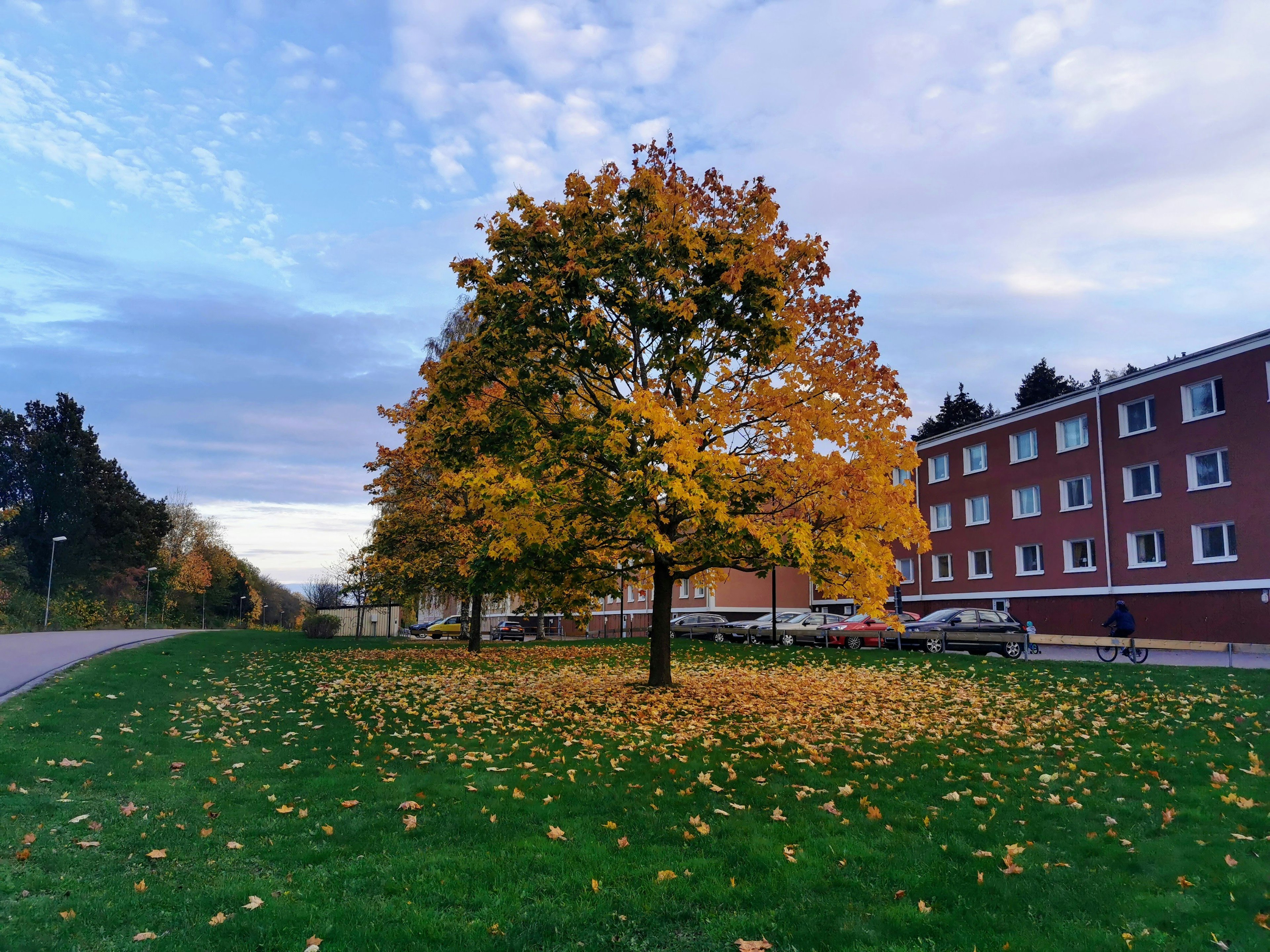 Un arbre aux feuilles jaunes entouré de feuilles d'automne tombées et d'un bâtiment en arrière-plan