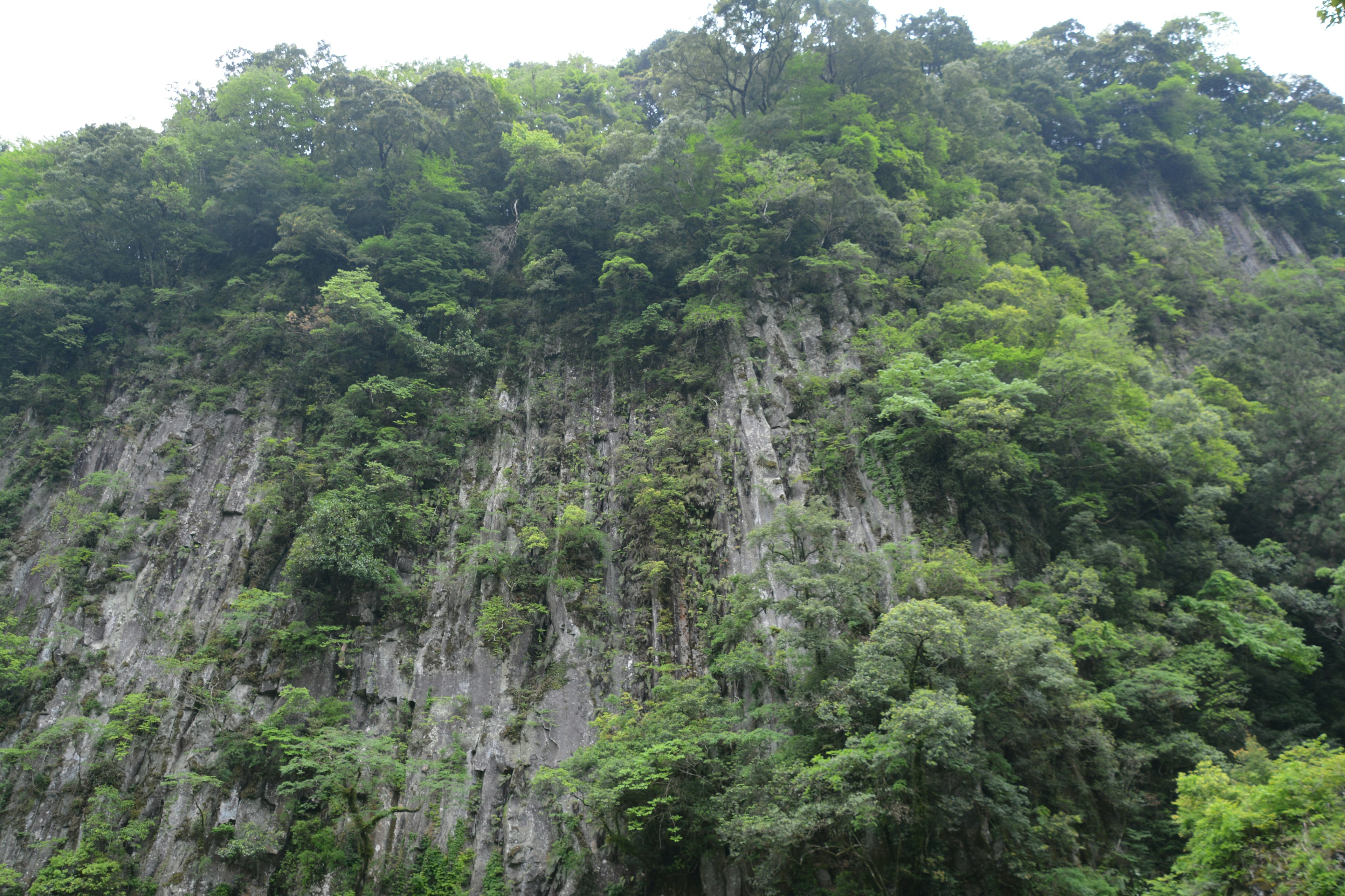 Pemandangan tebing berbatu yang ditutupi hutan hijau subur