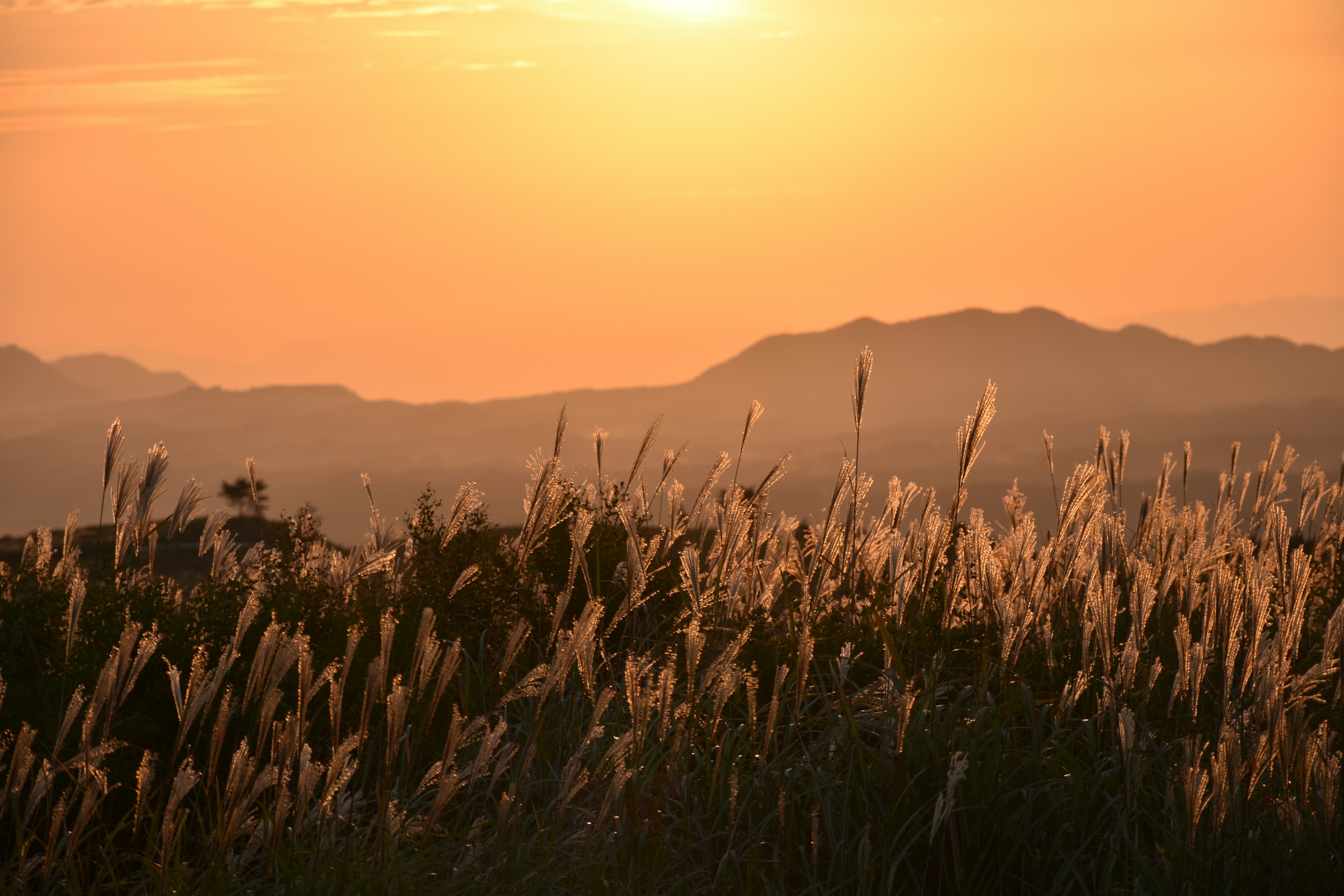 Paisaje de hierba con plumas al atardecer