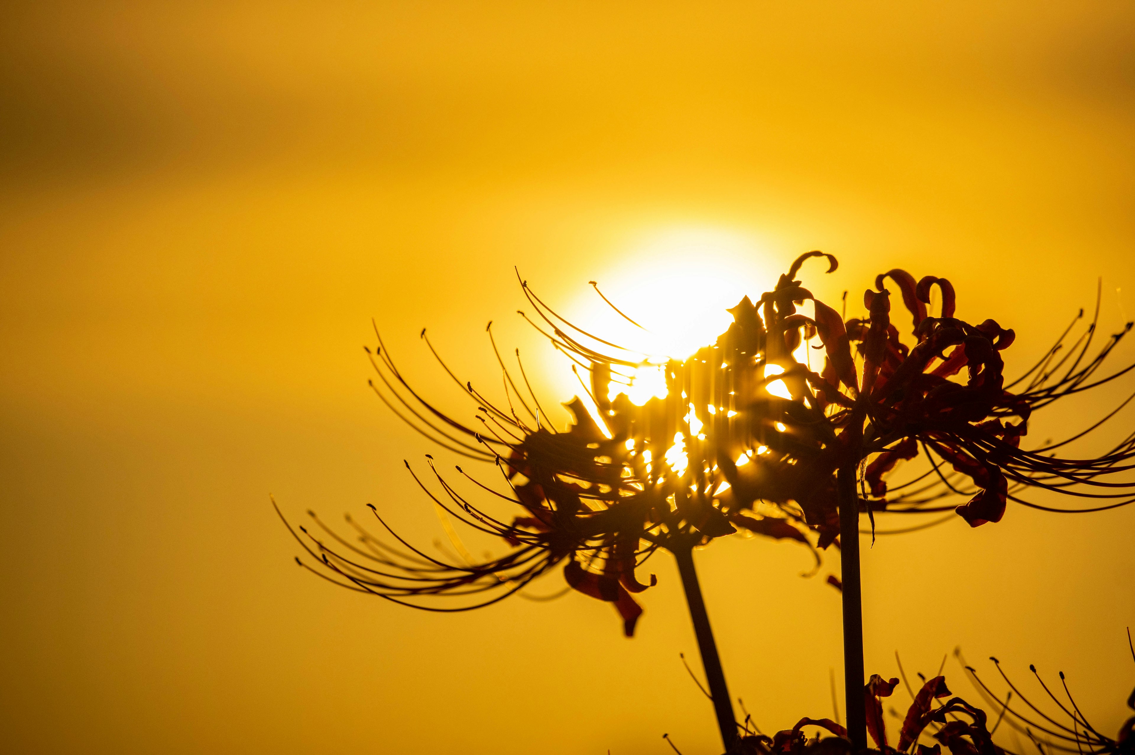 Silhouette of spider lilies against a sunset