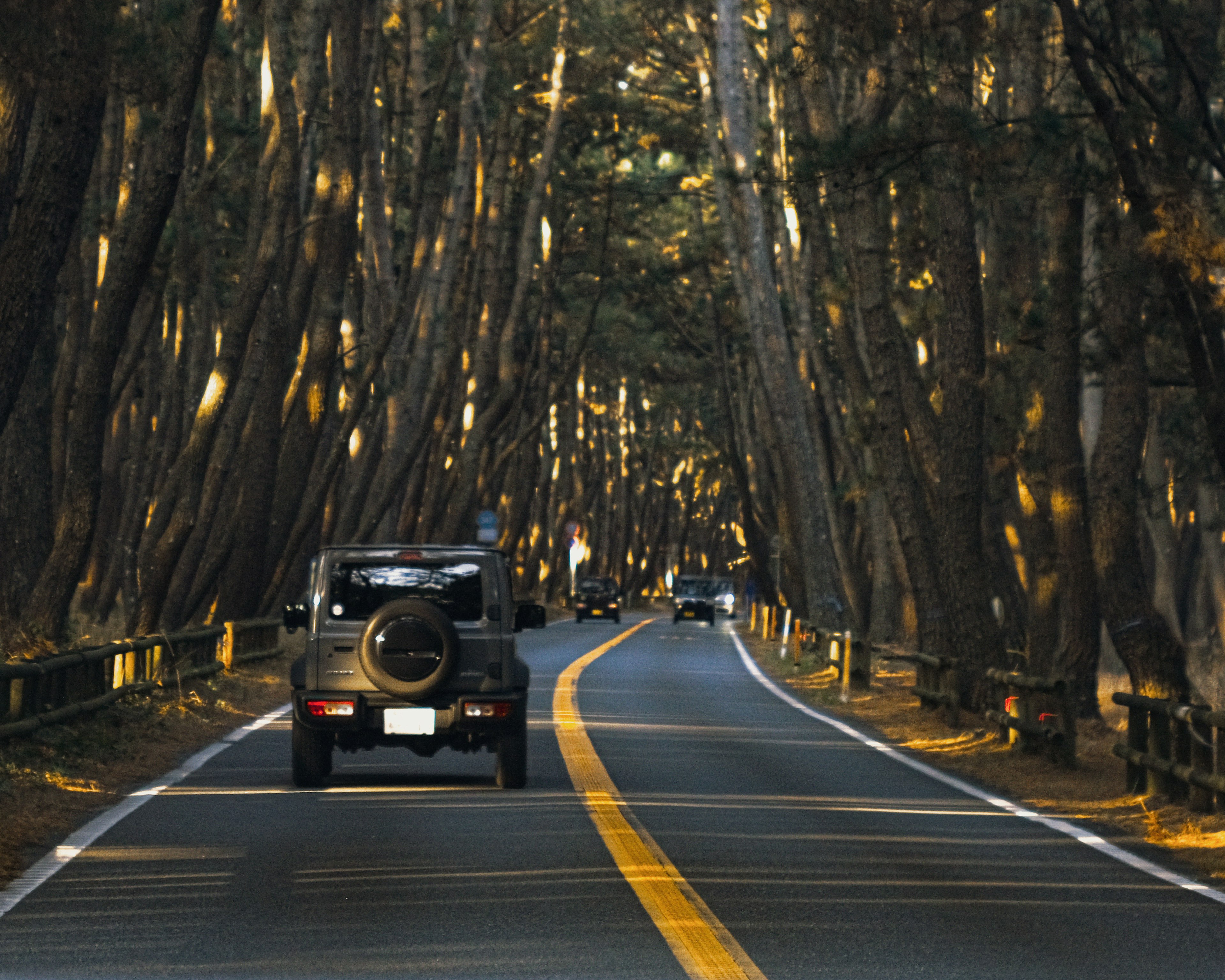 Voiture sur une route sinueuse entourée d'arbres hauts