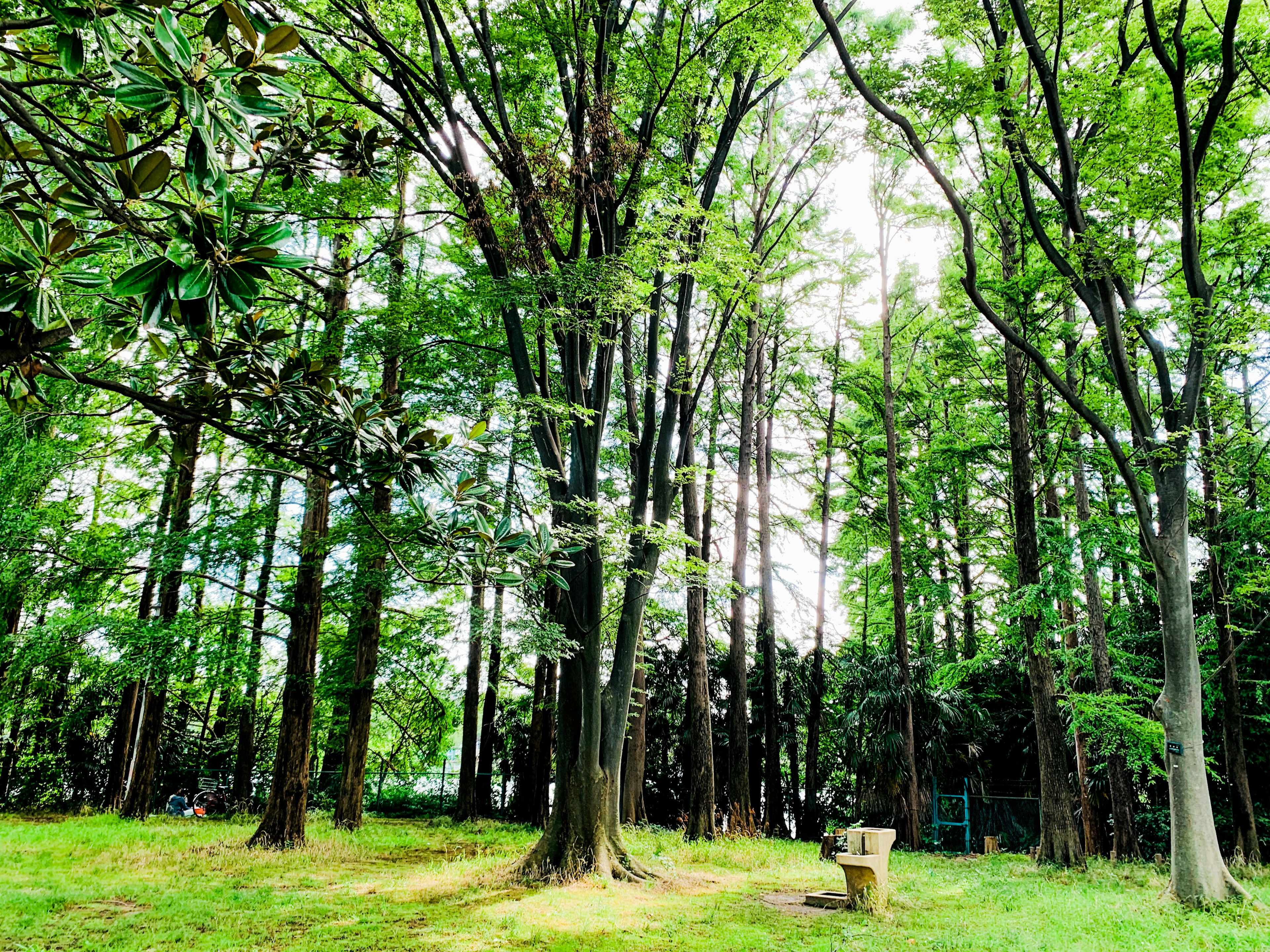 Une vue panoramique d'arbres élevés et d'une zone herbeuse dans une forêt verdoyante