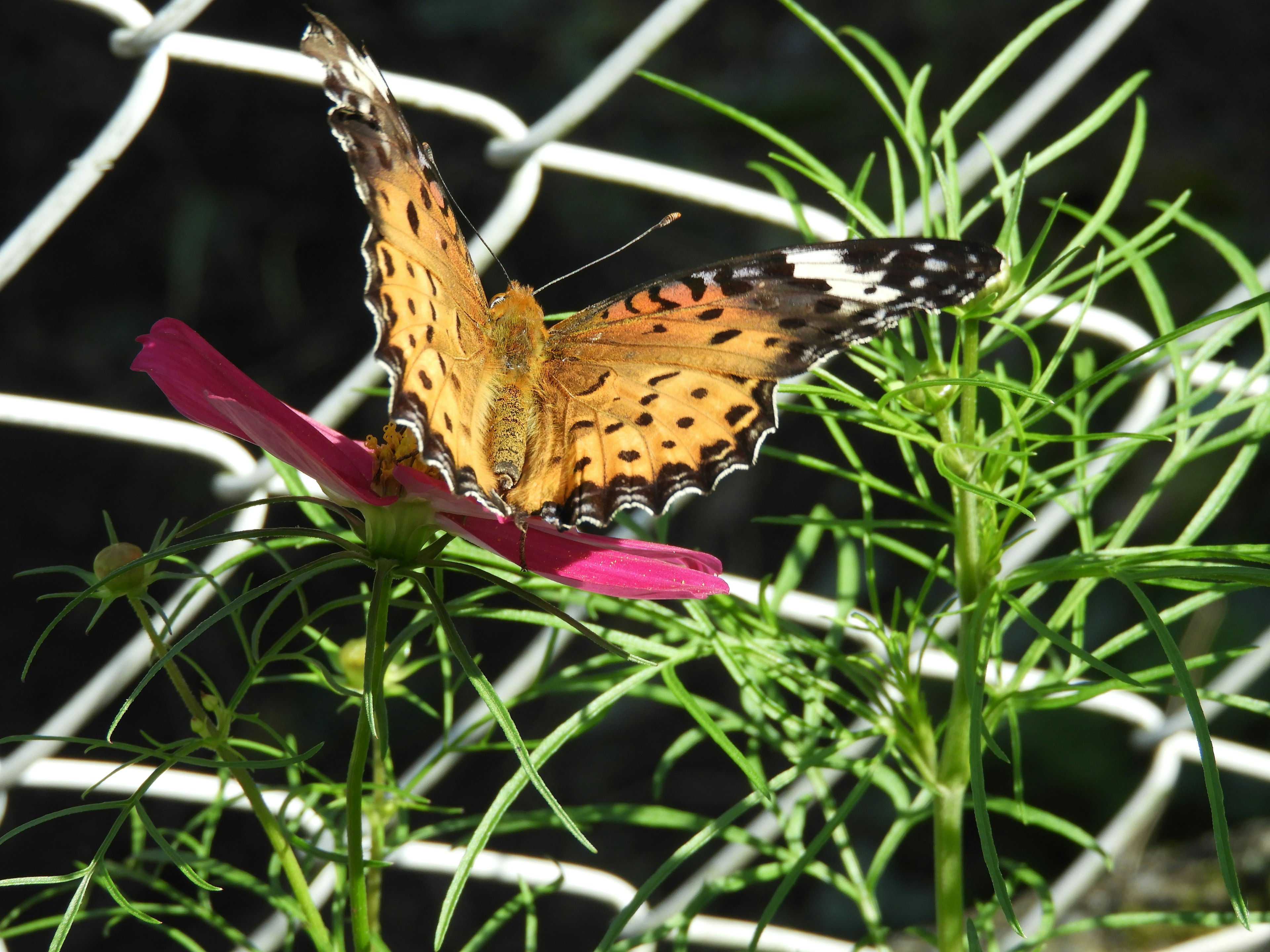 Una vibrante mariposa naranja posada sobre una flor rosa rodeada de follaje verde