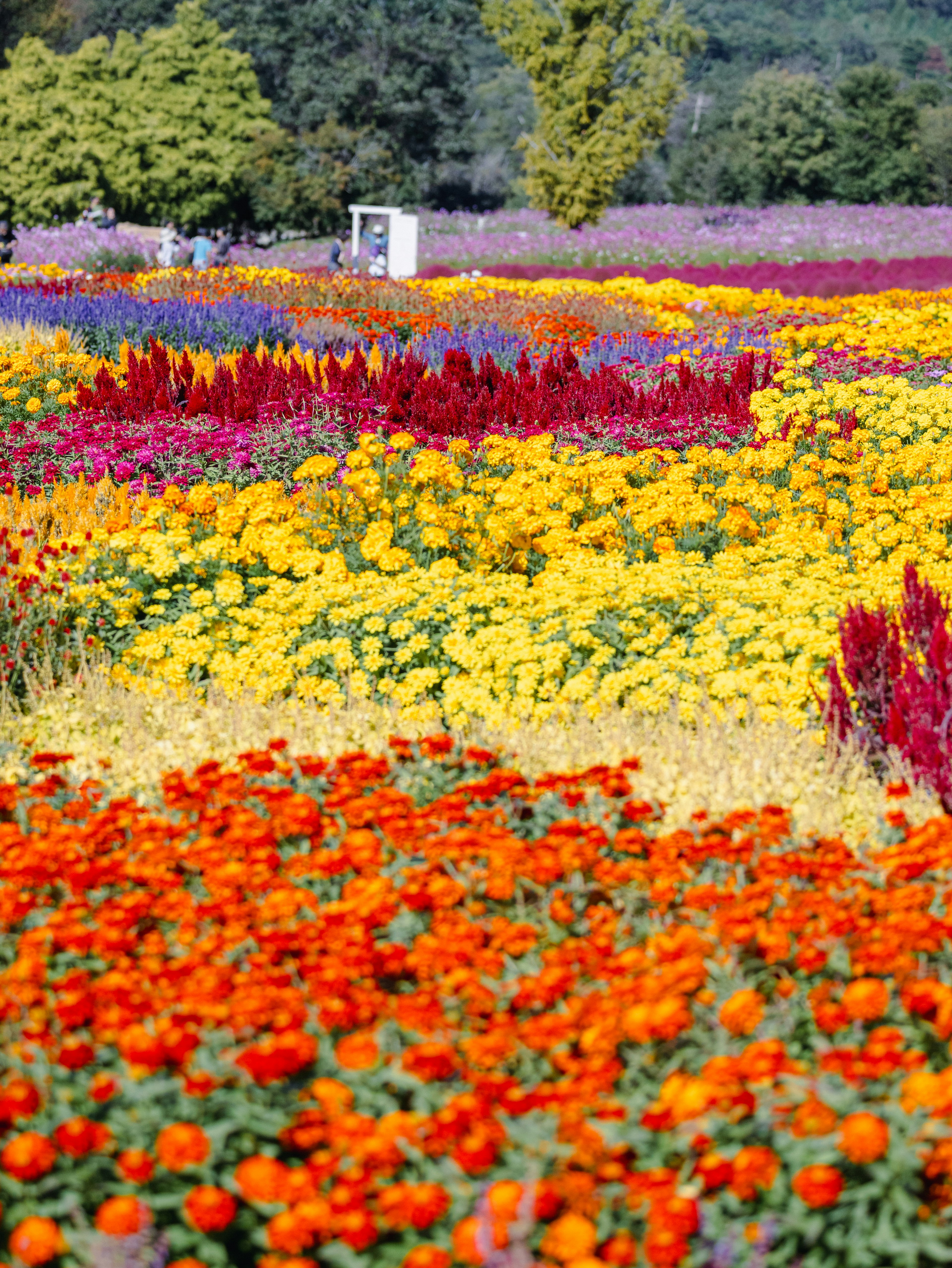 Campo de flores vibrante con filas de flores coloridas en varias tonalidades