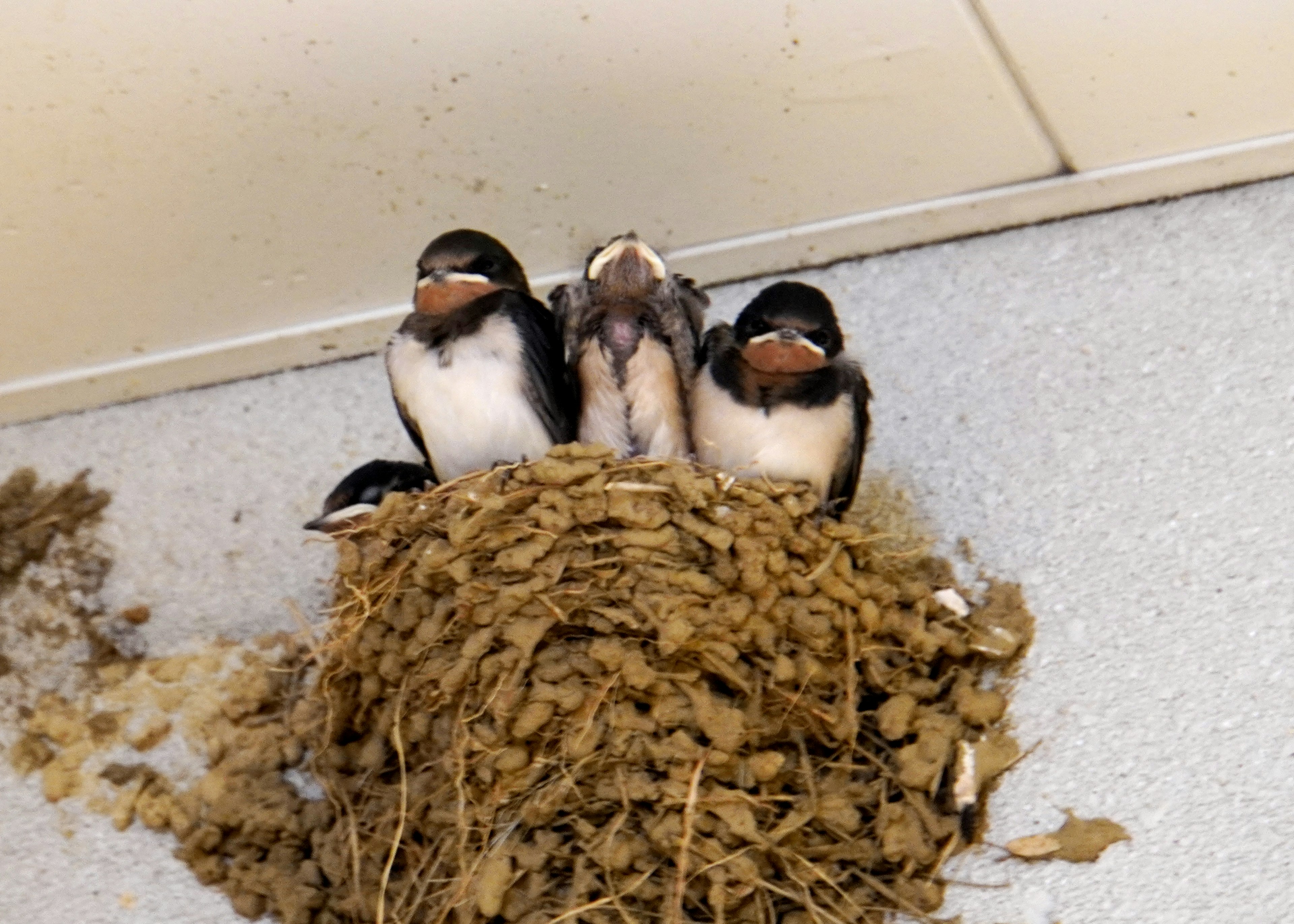 Three chicks sitting in a nest made of mud and twigs