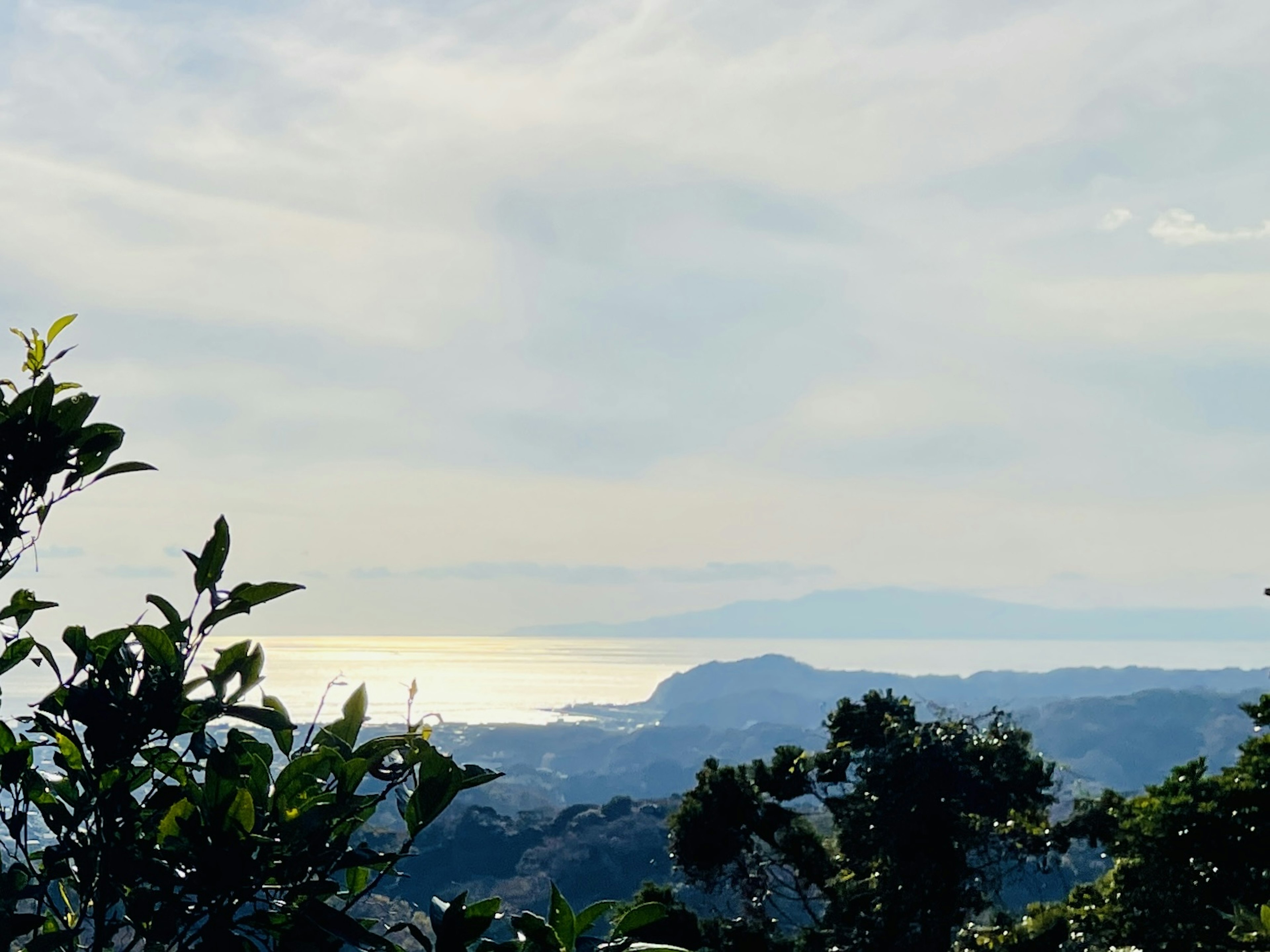 Silhouette of green trees against a backdrop of blue sea and sky