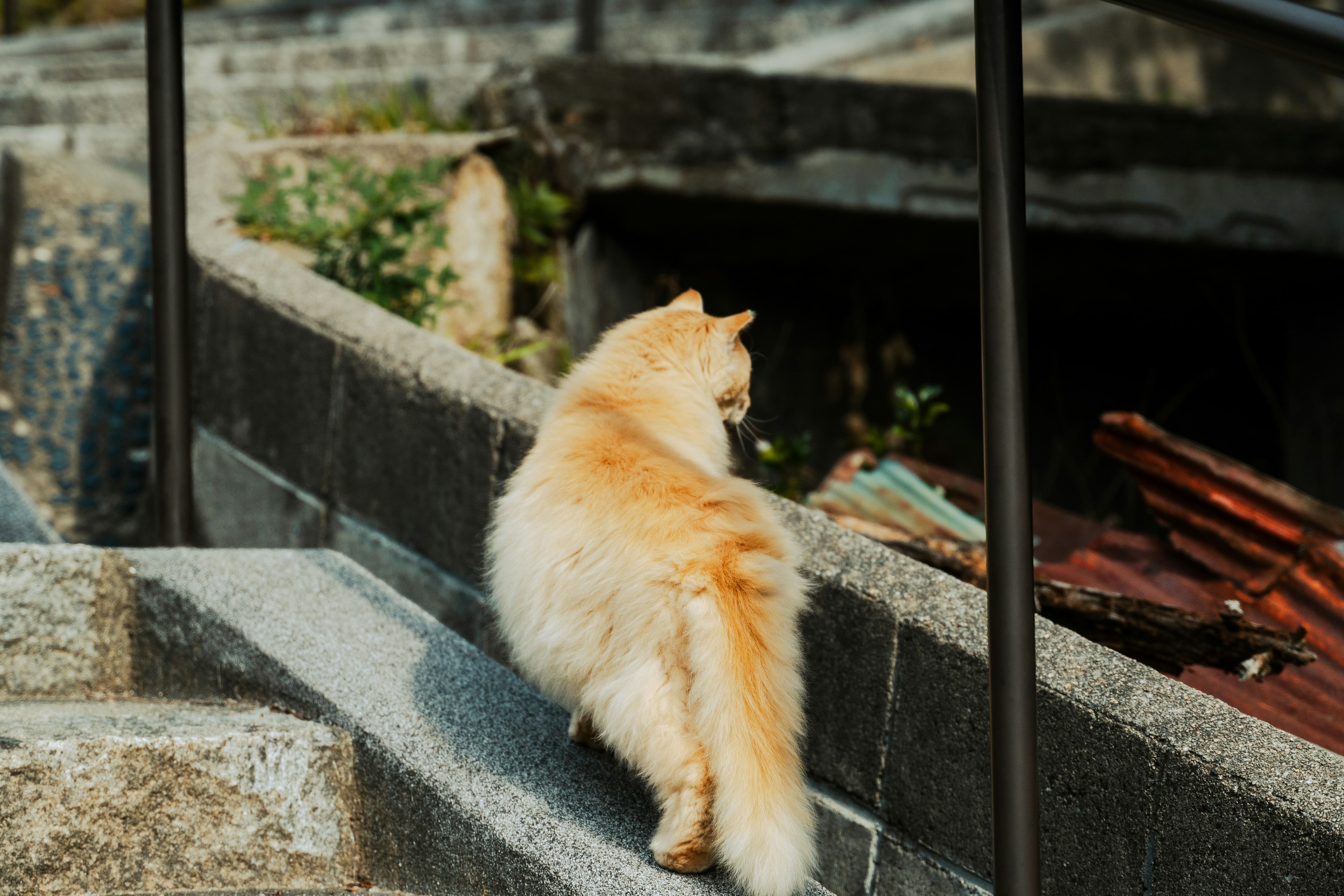 A fluffy orange dog walking up a stone staircase