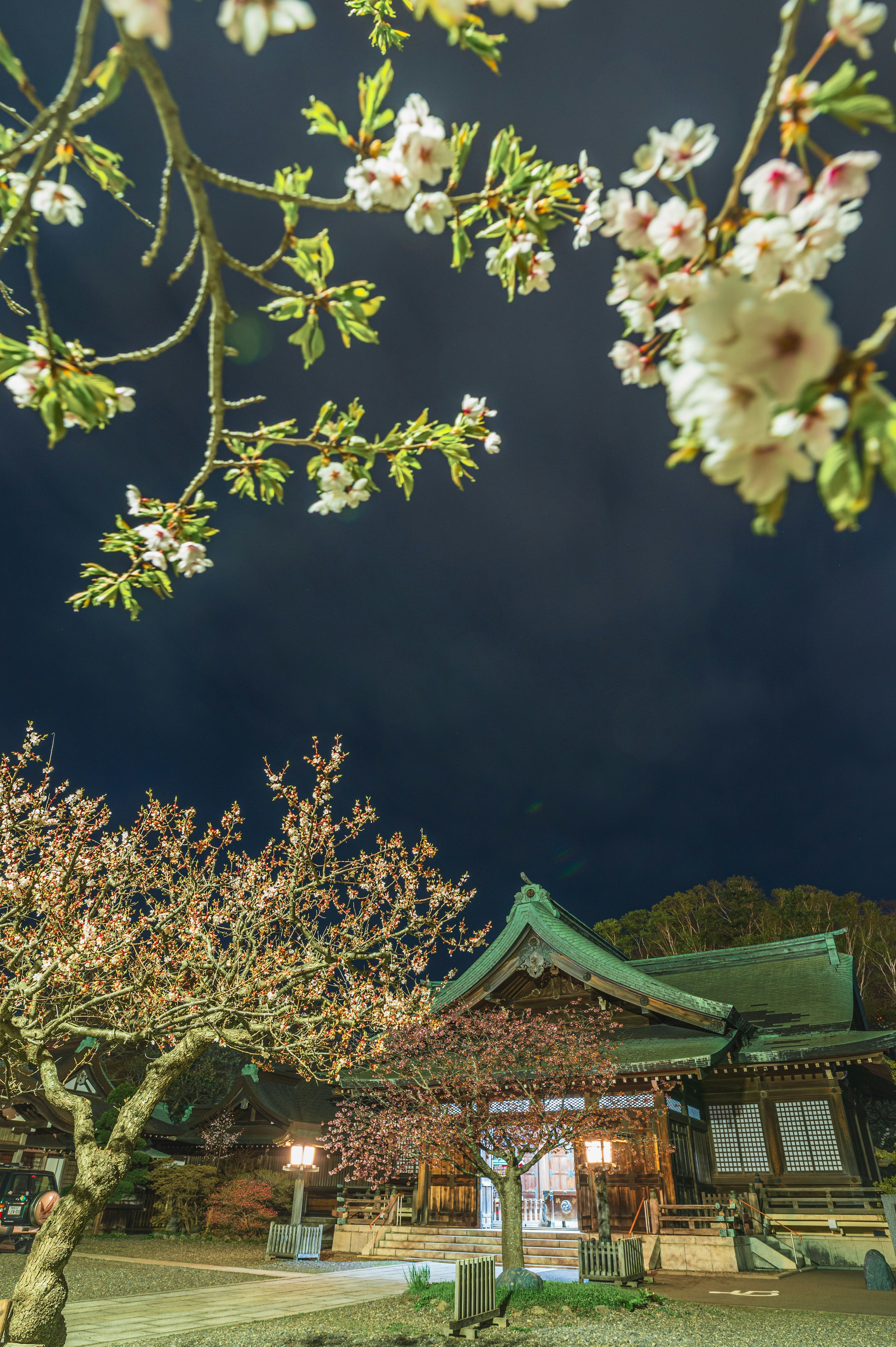 Bunga sakura mekar di bawah langit malam dengan bangunan tradisional Jepang