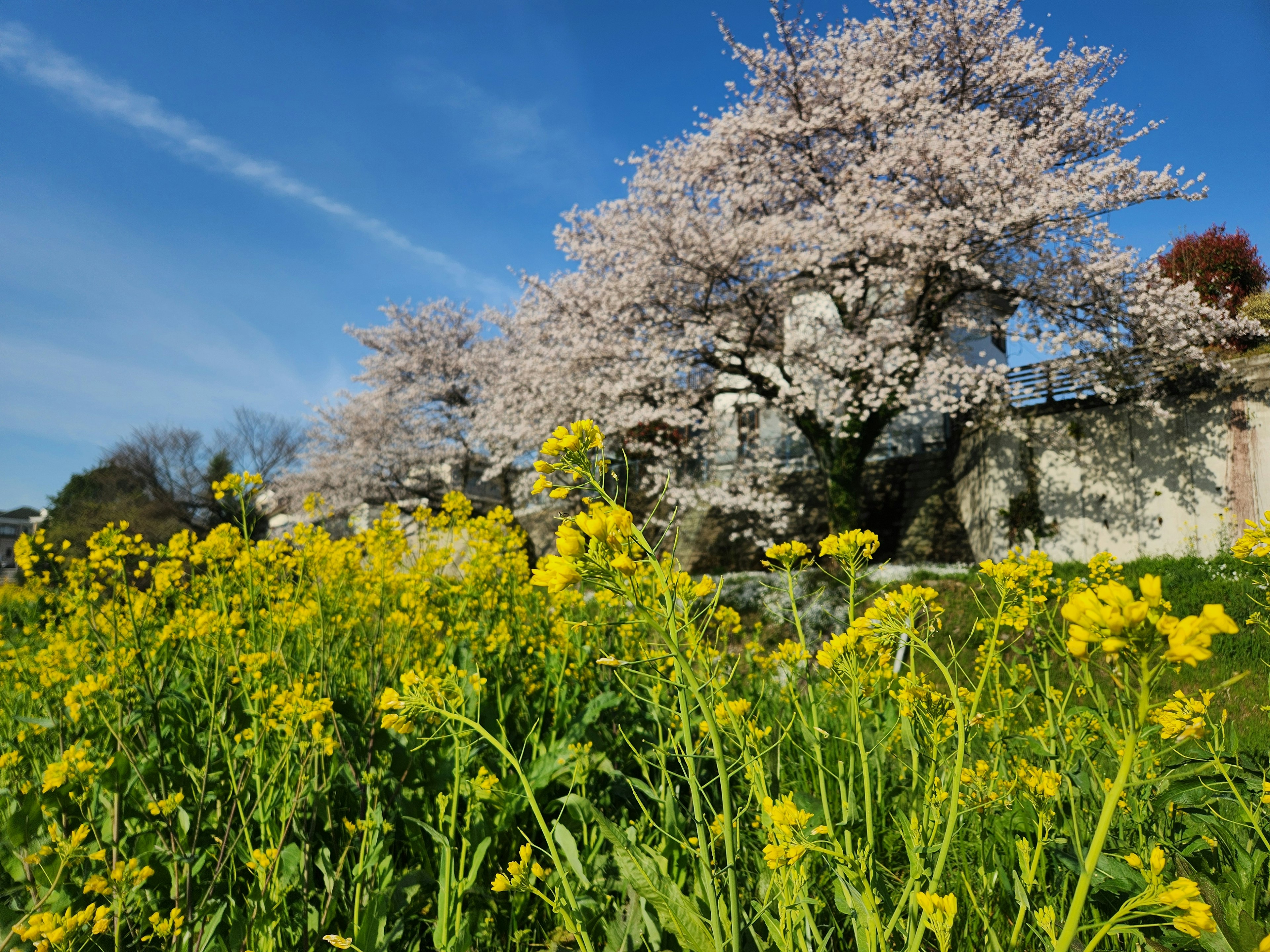 春天的櫻花樹和黃色花朵的場景