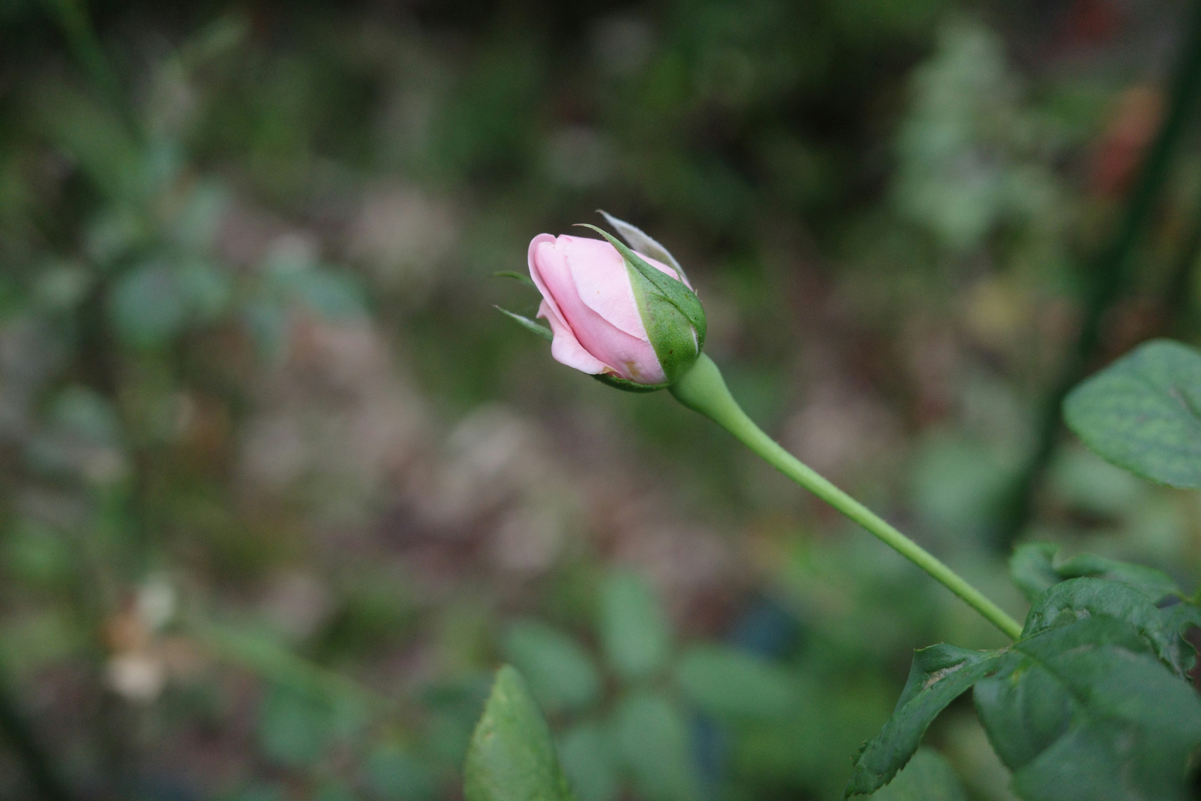 薄いピンク色のつぼみを持つバラの花