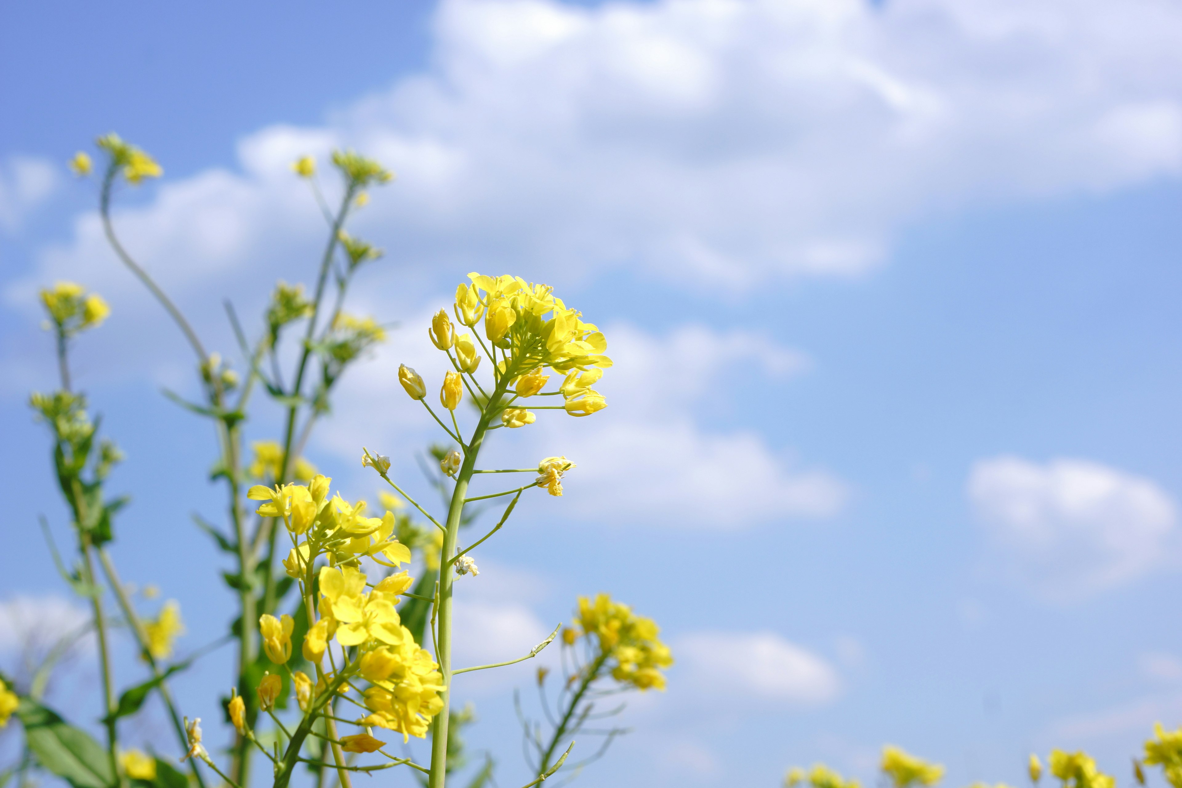 Fiori gialli sotto un cielo blu con nuvole