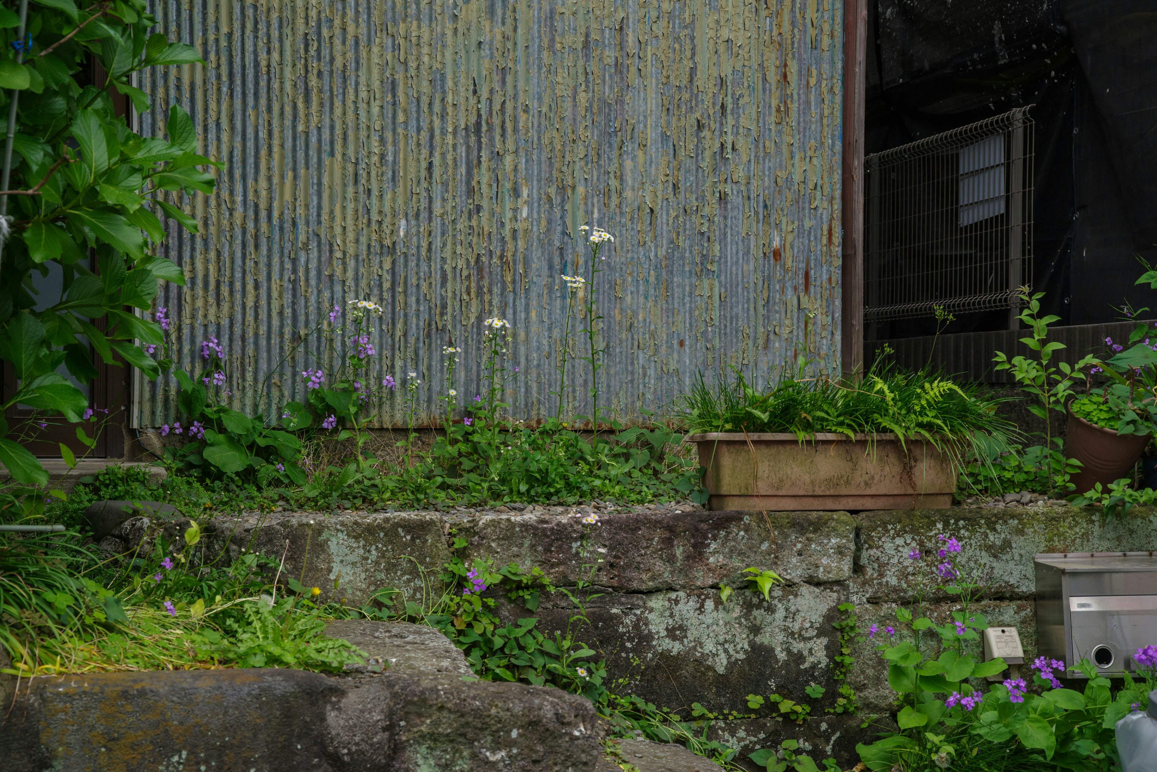 Coin d'un jardin avec un vieux mur en métal et une végétation luxuriante