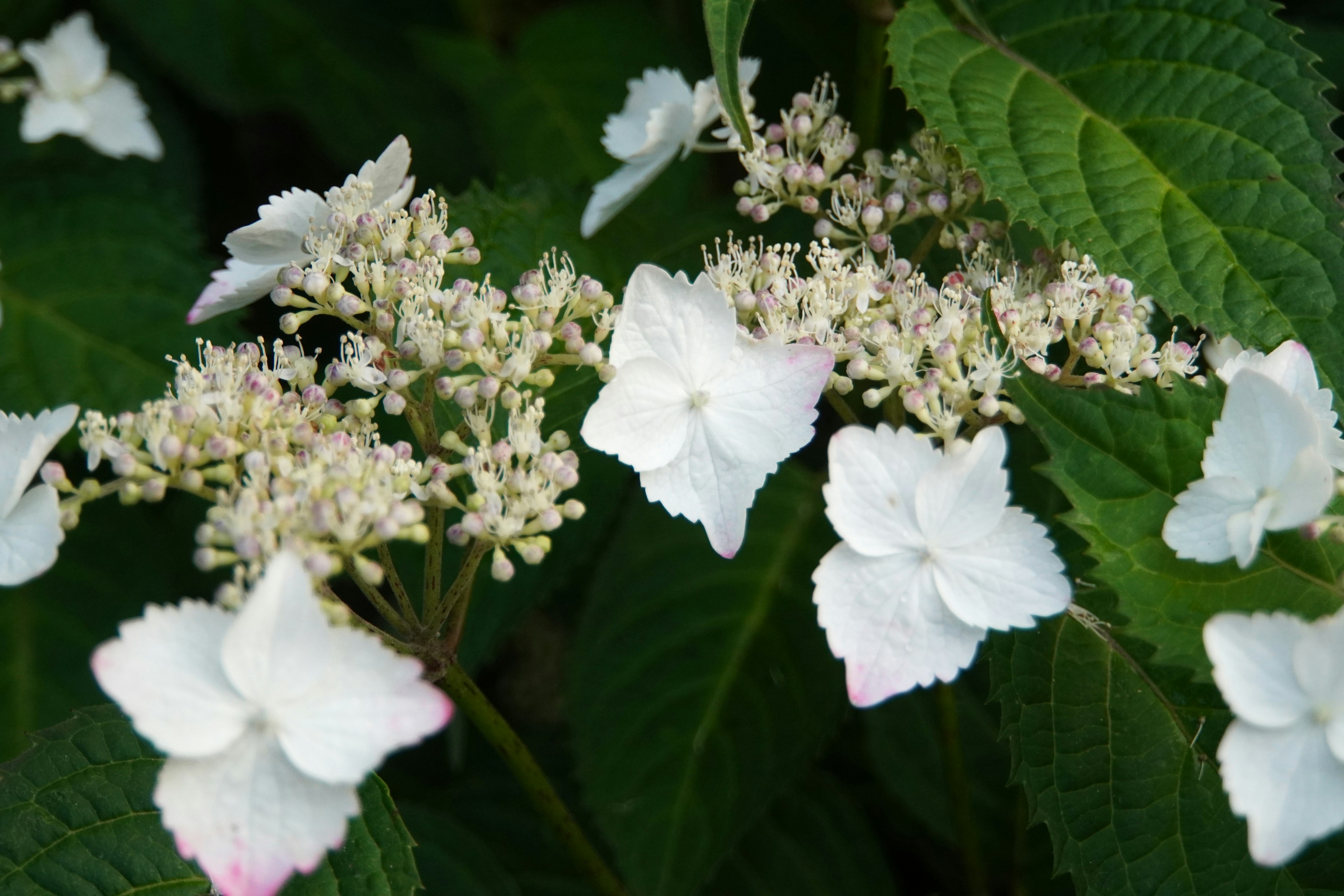 Acercamiento de flores de hortensia con pétalos blancos y hojas verdes