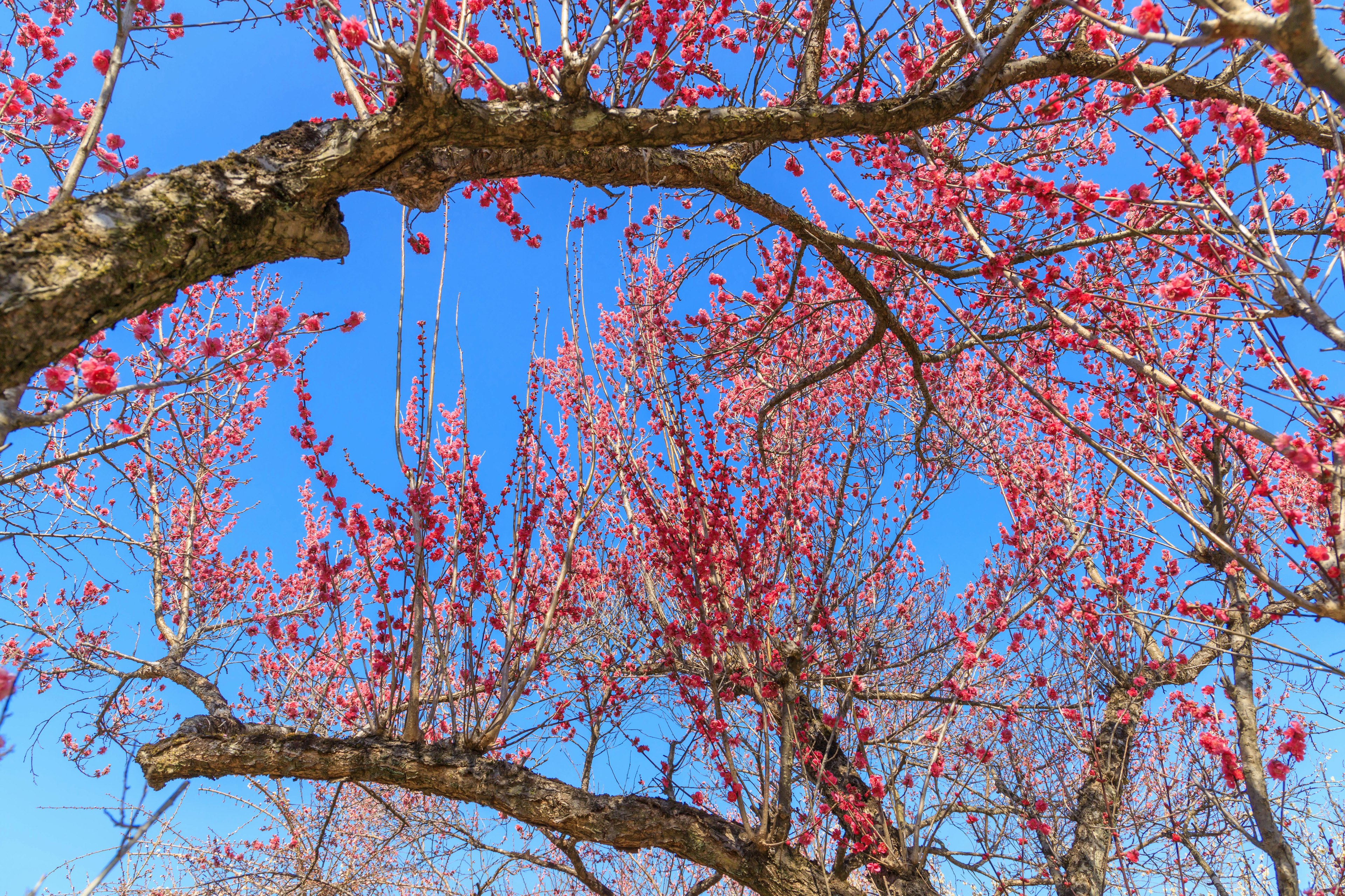 Pfirsichblüten und Äste unter einem blauen Himmel