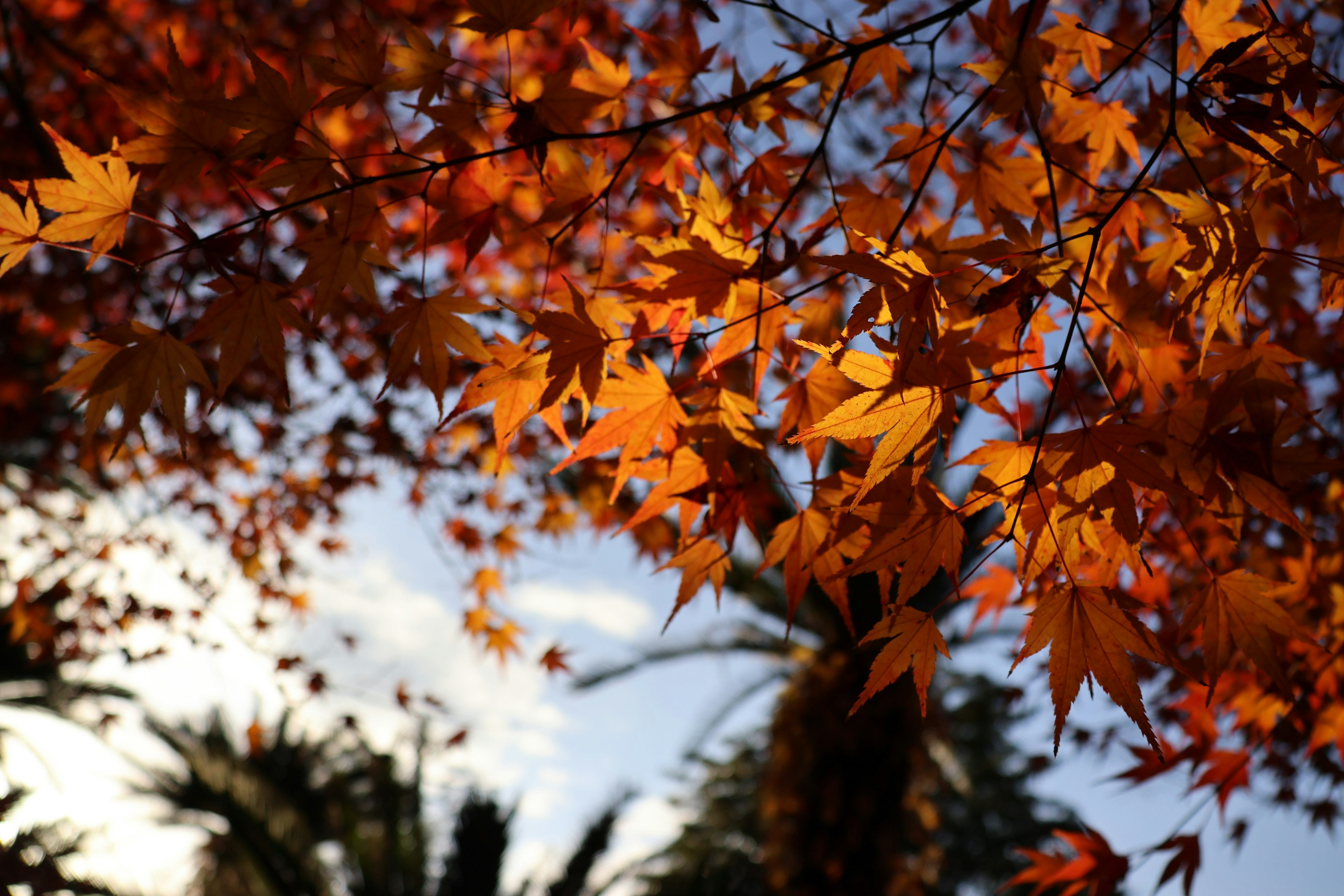 Orange autumn leaves against a blue sky