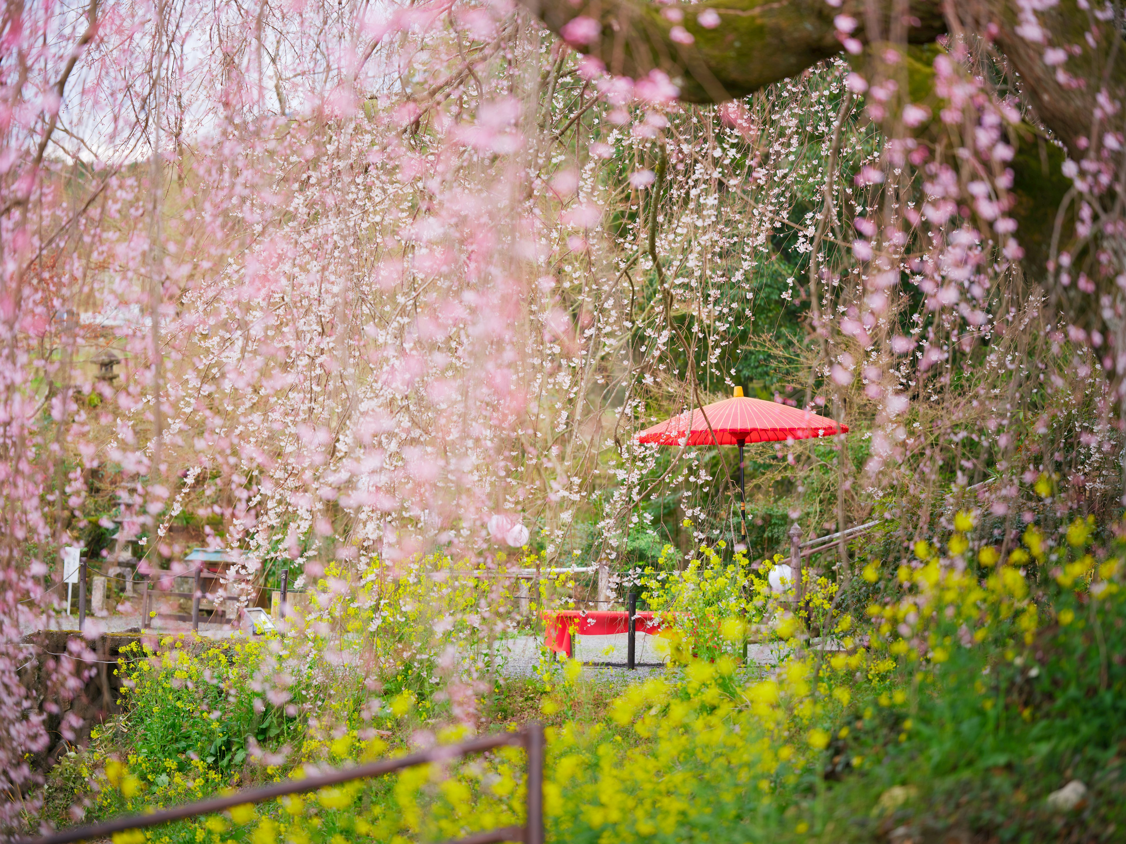 桜の花が咲く風景と赤い傘がある緑の公園