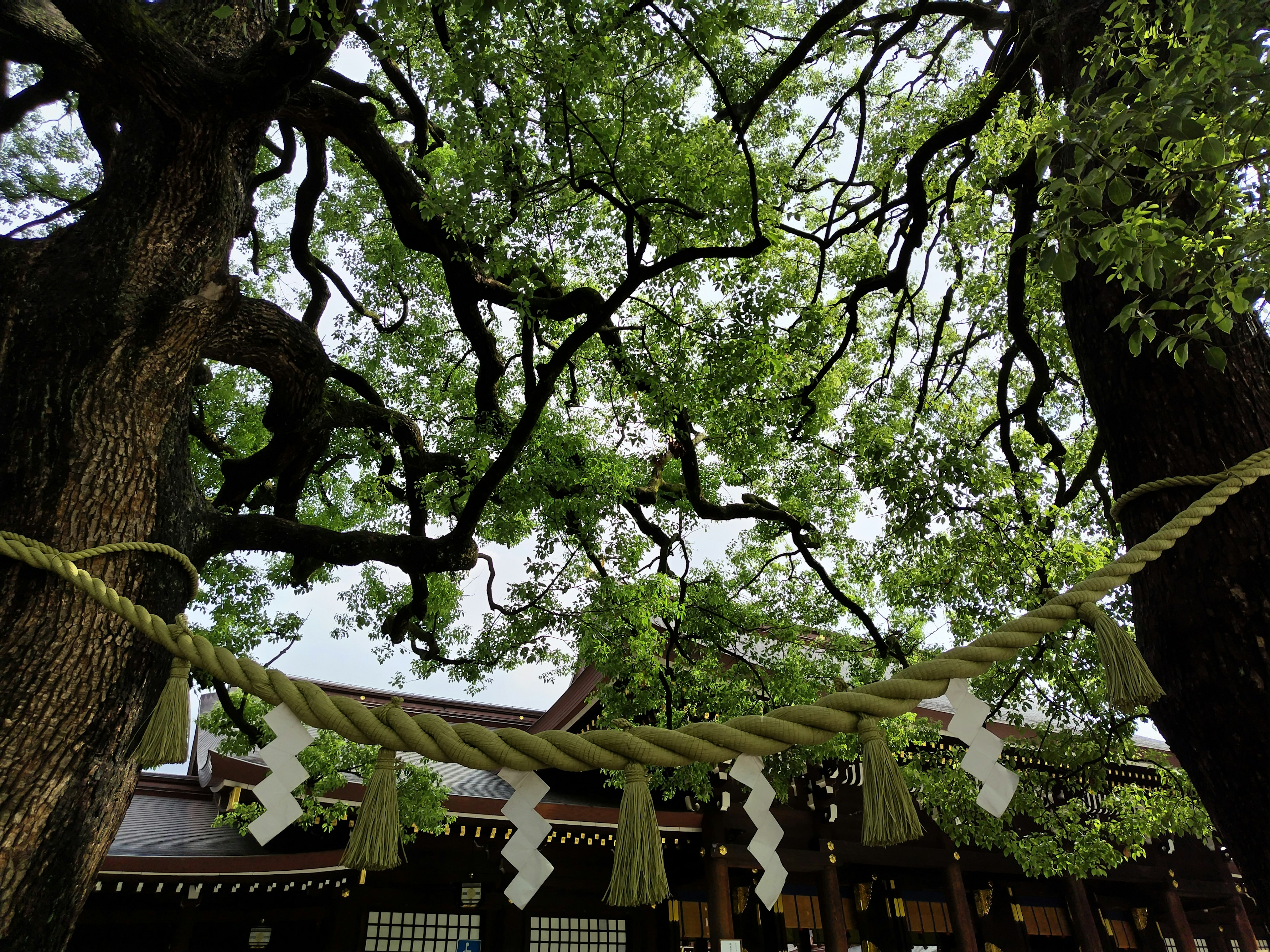 在郁郁蔥蔥的樹木之間懸掛的神社入口裝飾，特徵是白色紙條