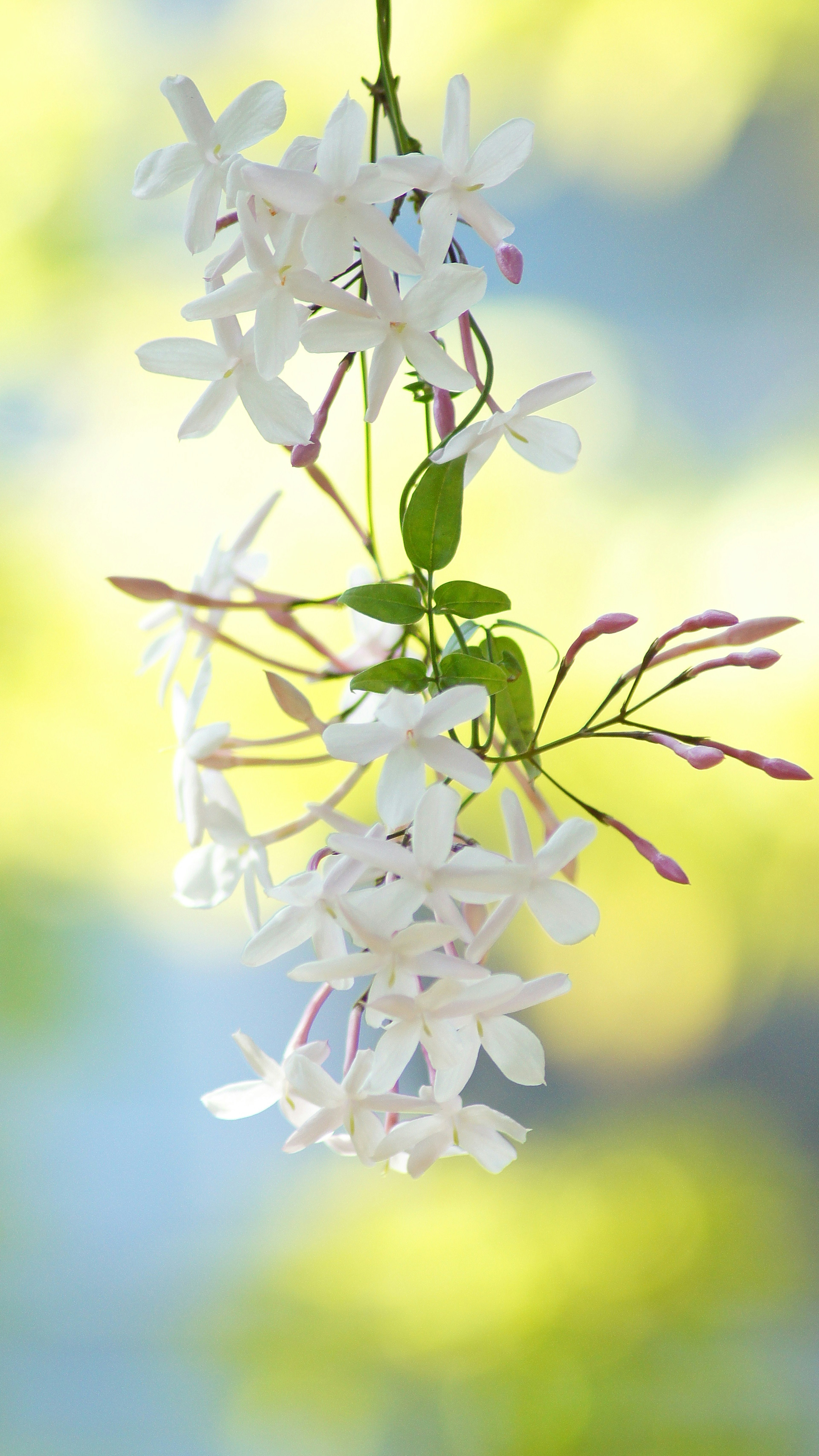 ดอกไม้สีขาวแข hanging บนพื้นหลังสีน้ำเงินอ่อน