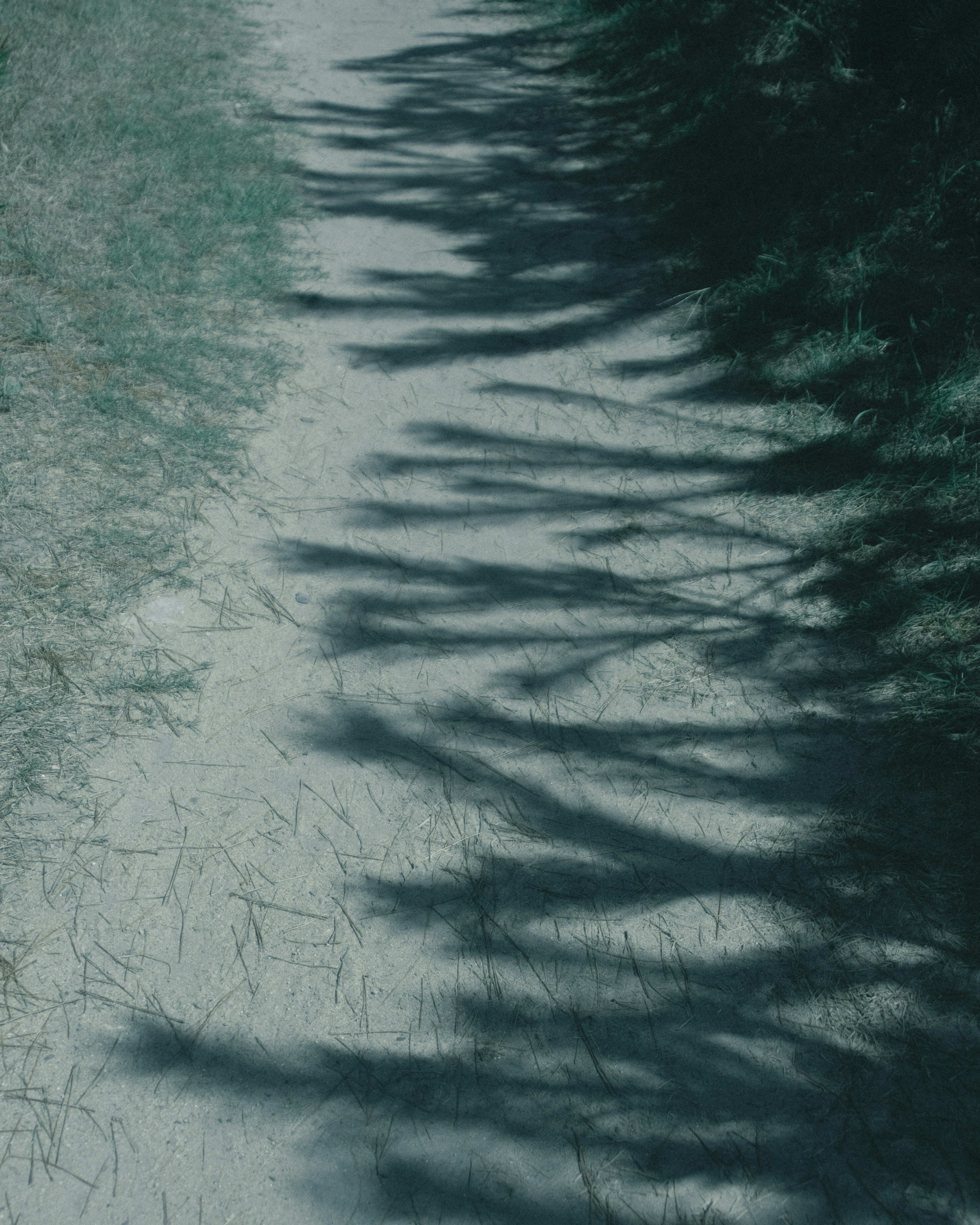 Hermoso paisaje con sombras de hierba proyectadas en el camino