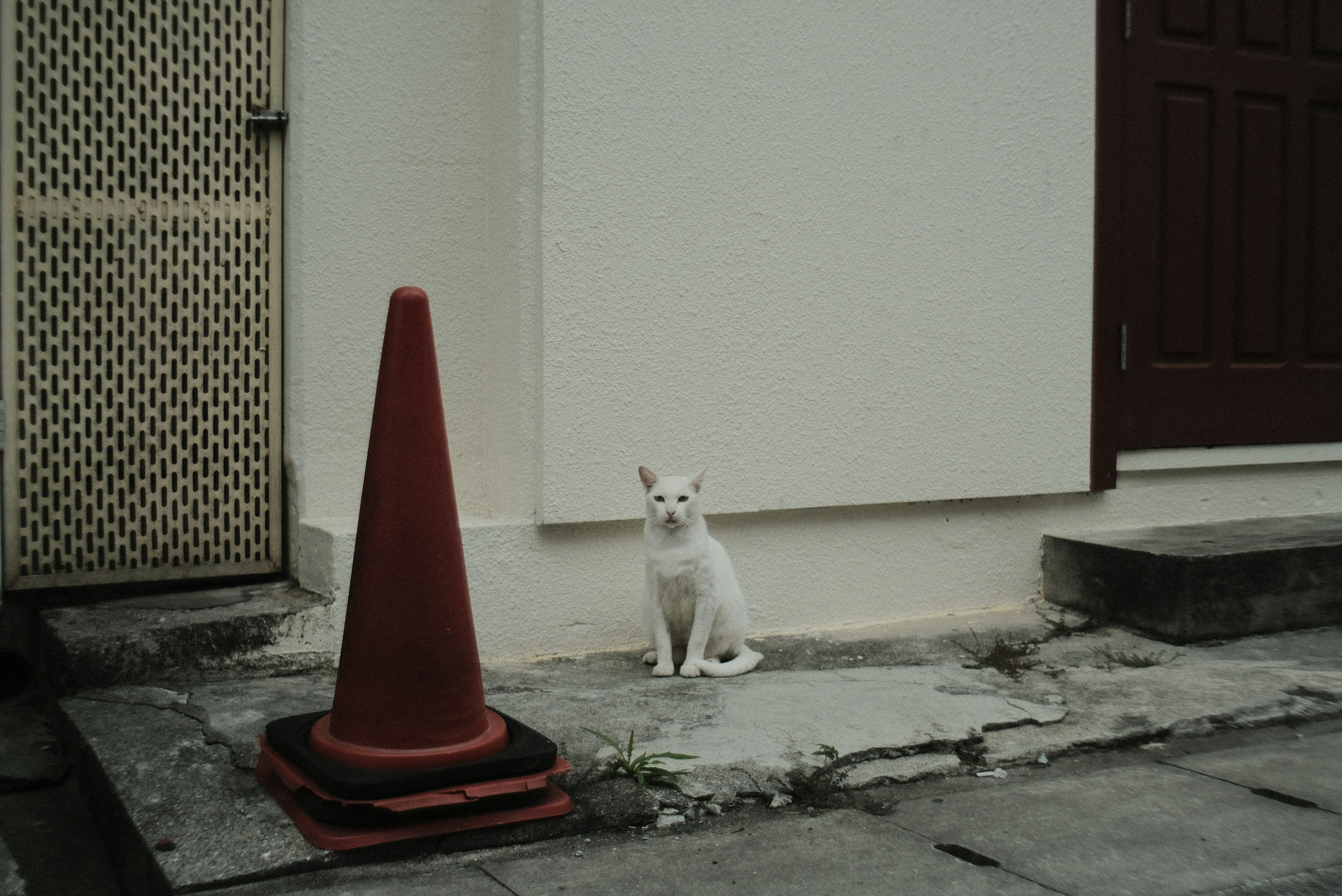 白い猫が赤いコーンの隣に座っている街の風景