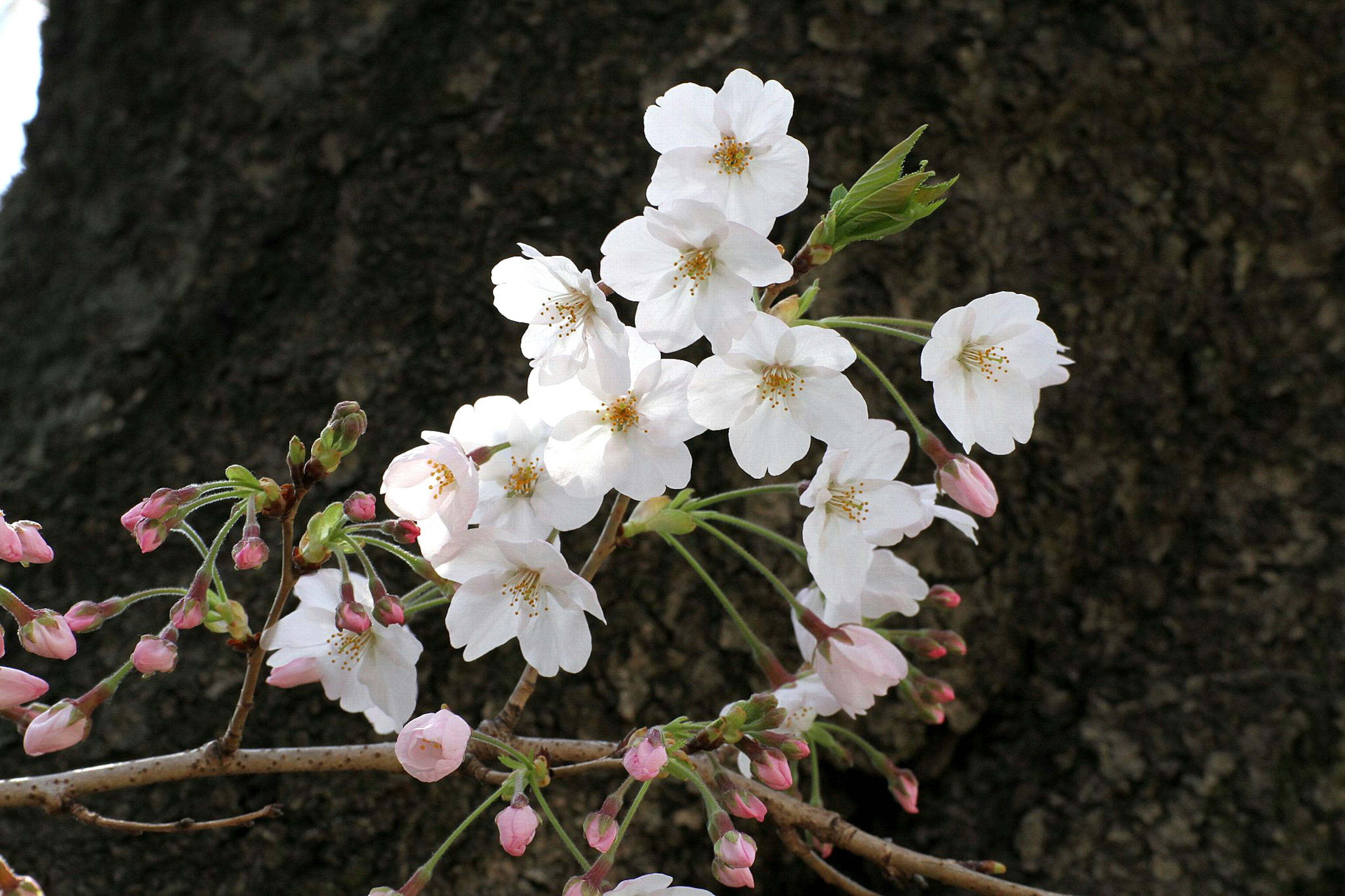 Nahaufnahme von Kirschblütenzweigen mit weißen Blüten und rosa Knospen