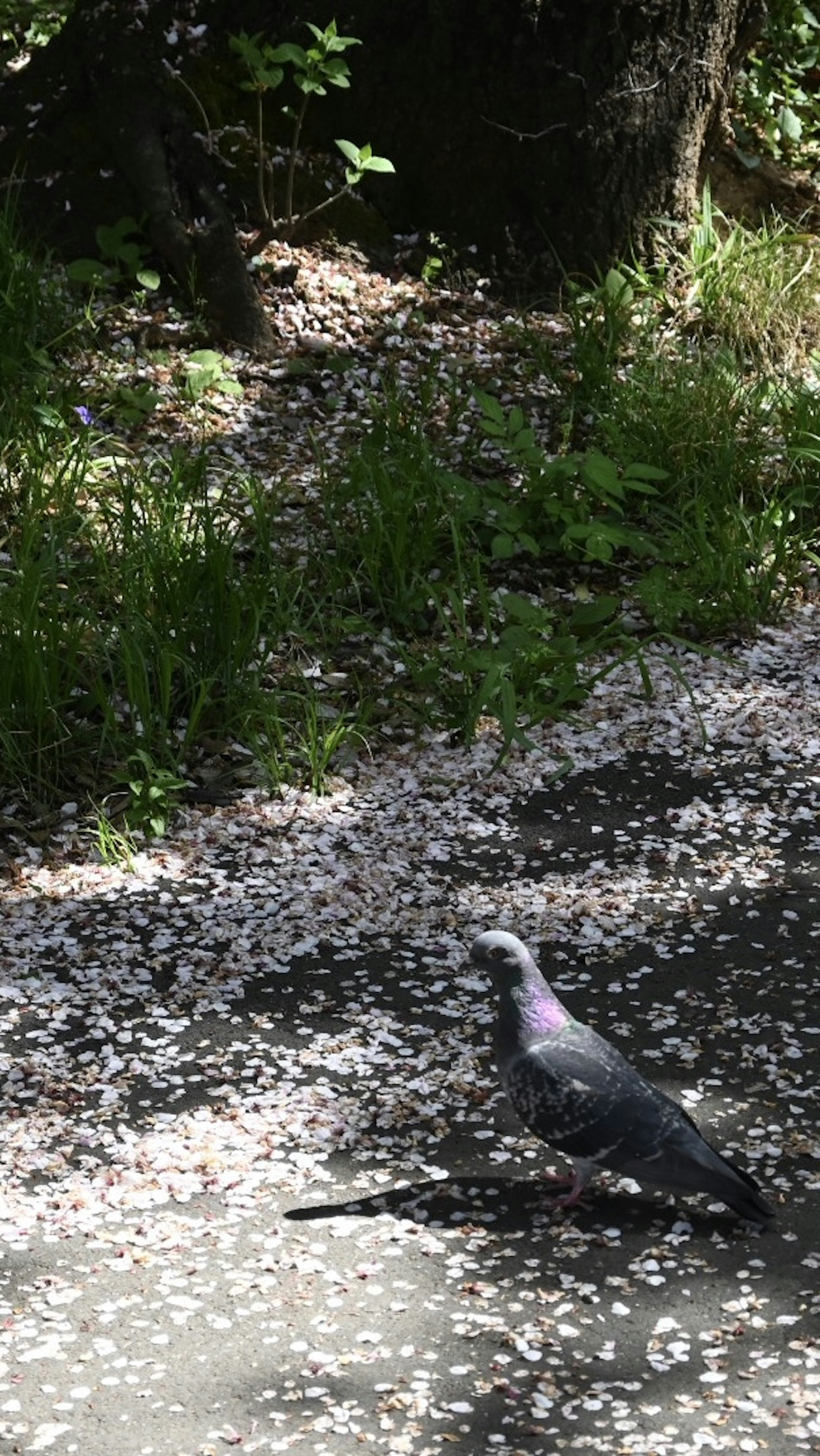 Paloma caminando por un camino cubierto de pétalos de cerezo