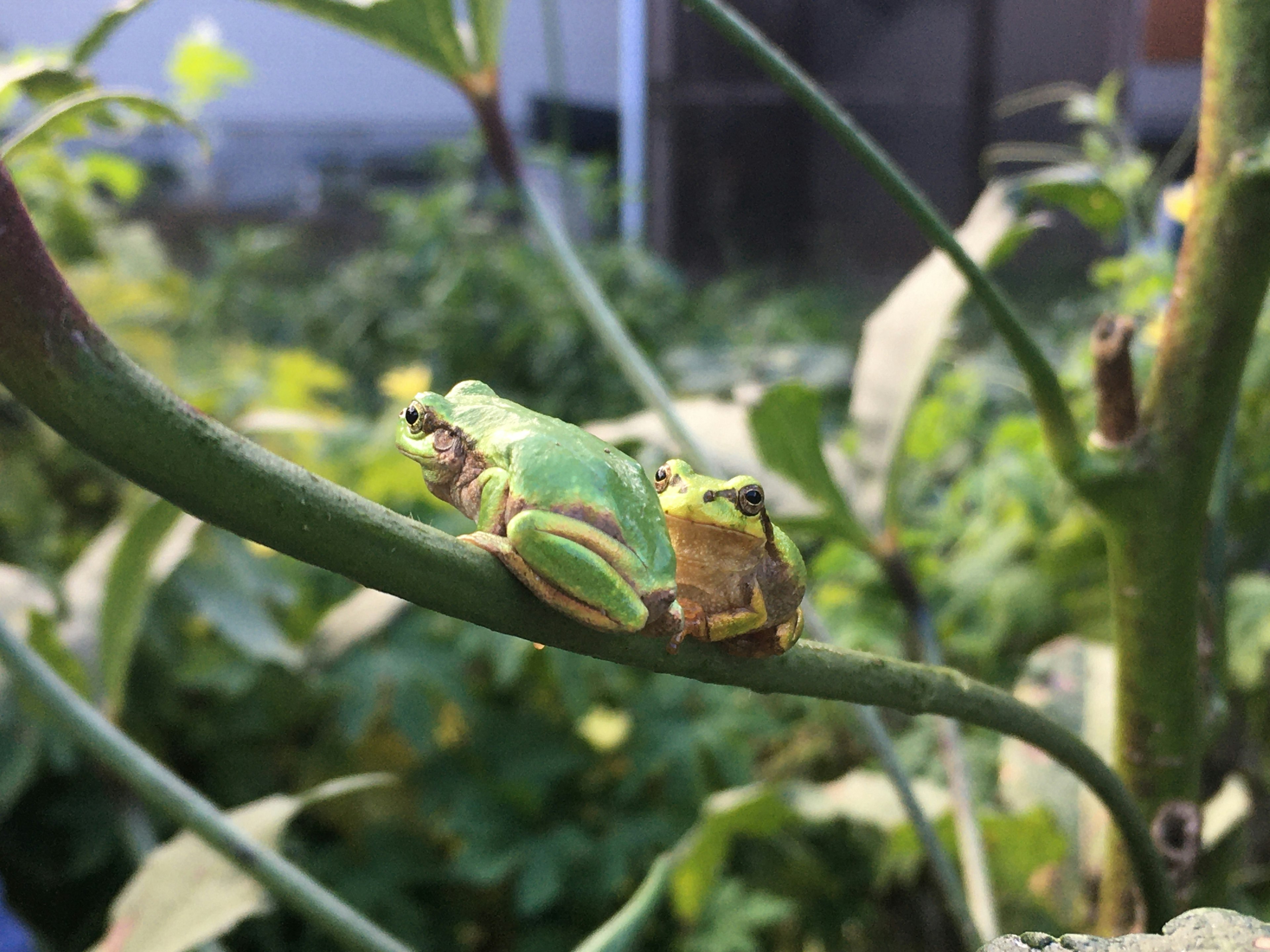 Deux grenouilles vertes assises sur une tige de plante