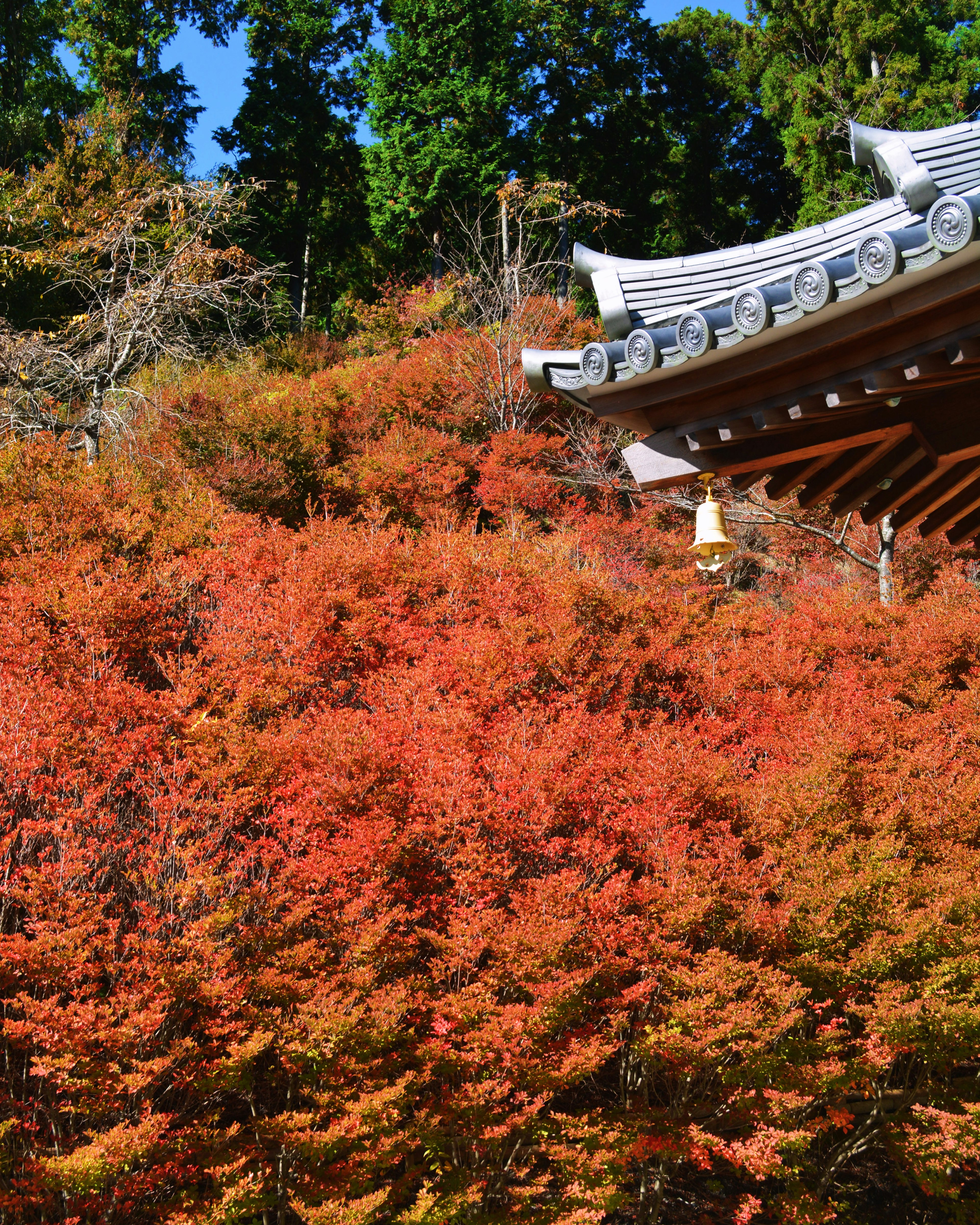 Techo de templo con vibrante follaje de otoño de fondo