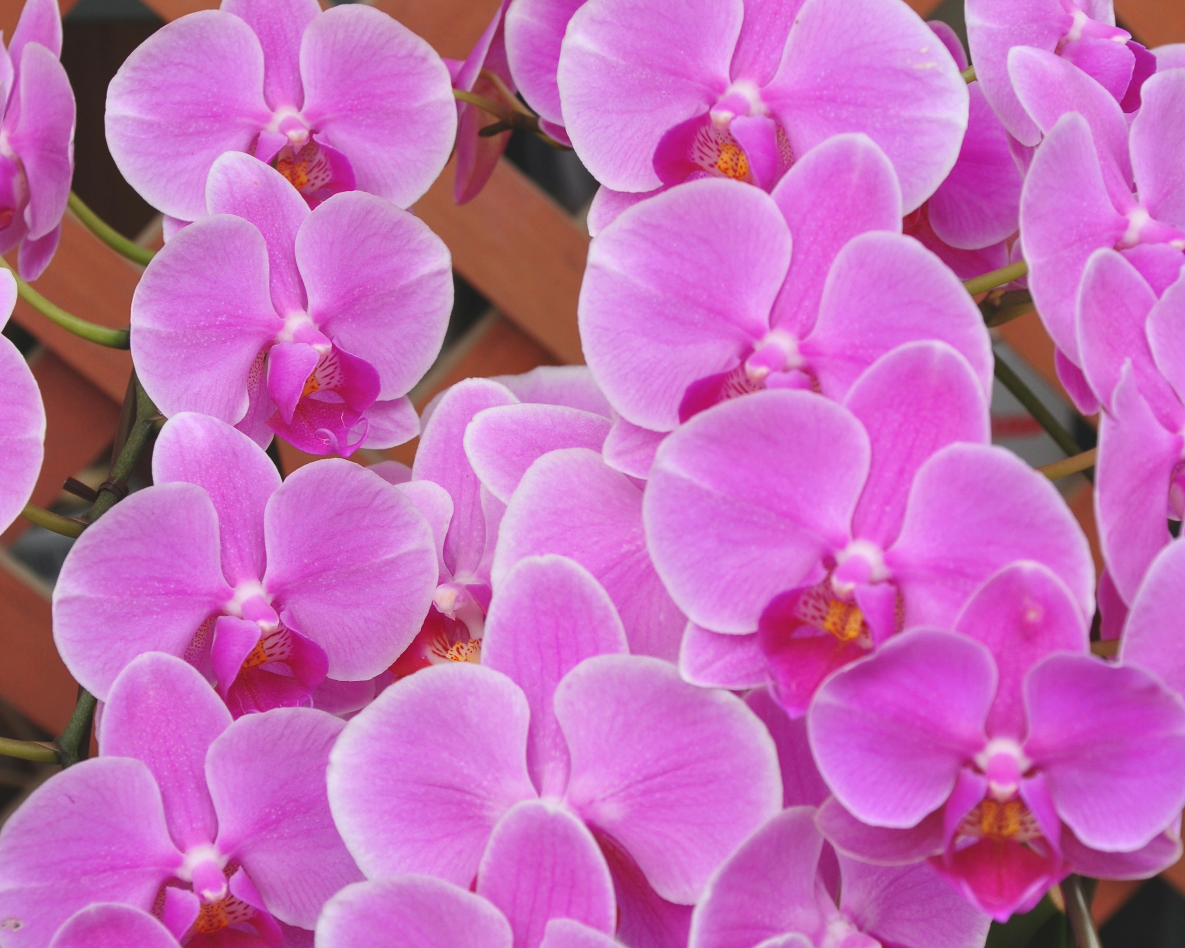 Lebendige rosa Orchideen, die dicht beieinander blühen