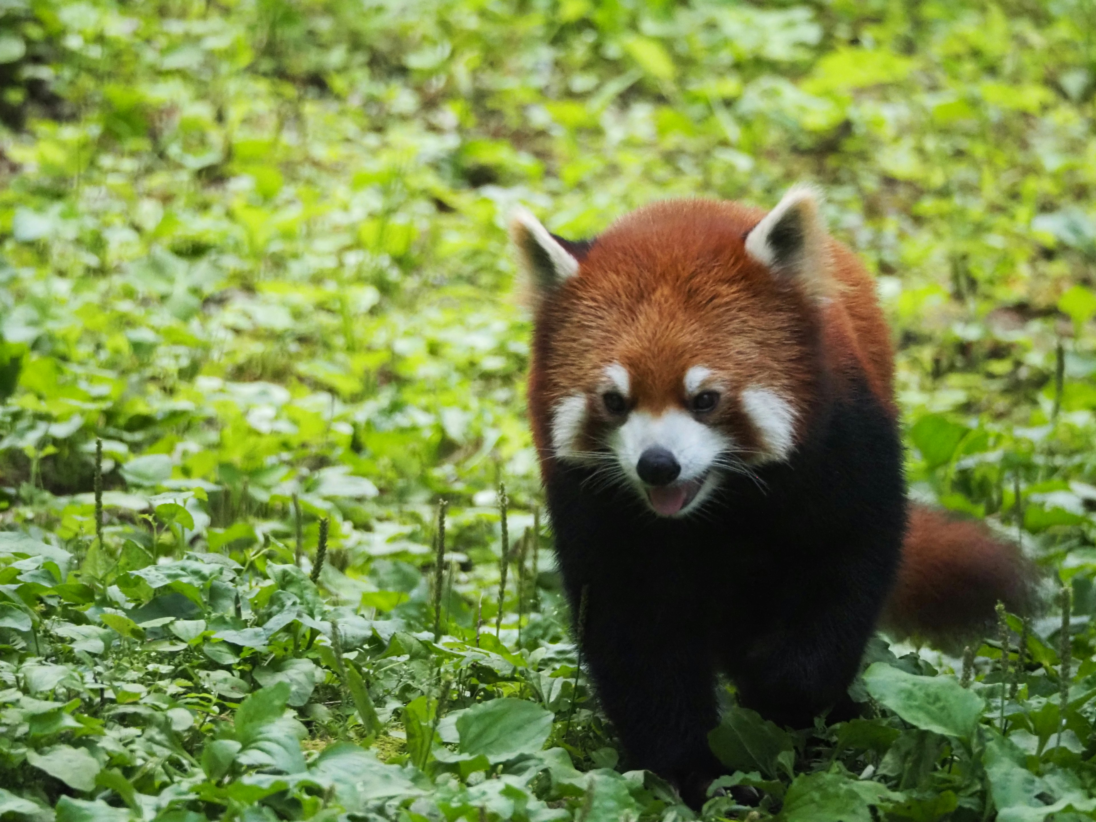 Panda rojo caminando entre el follaje verde