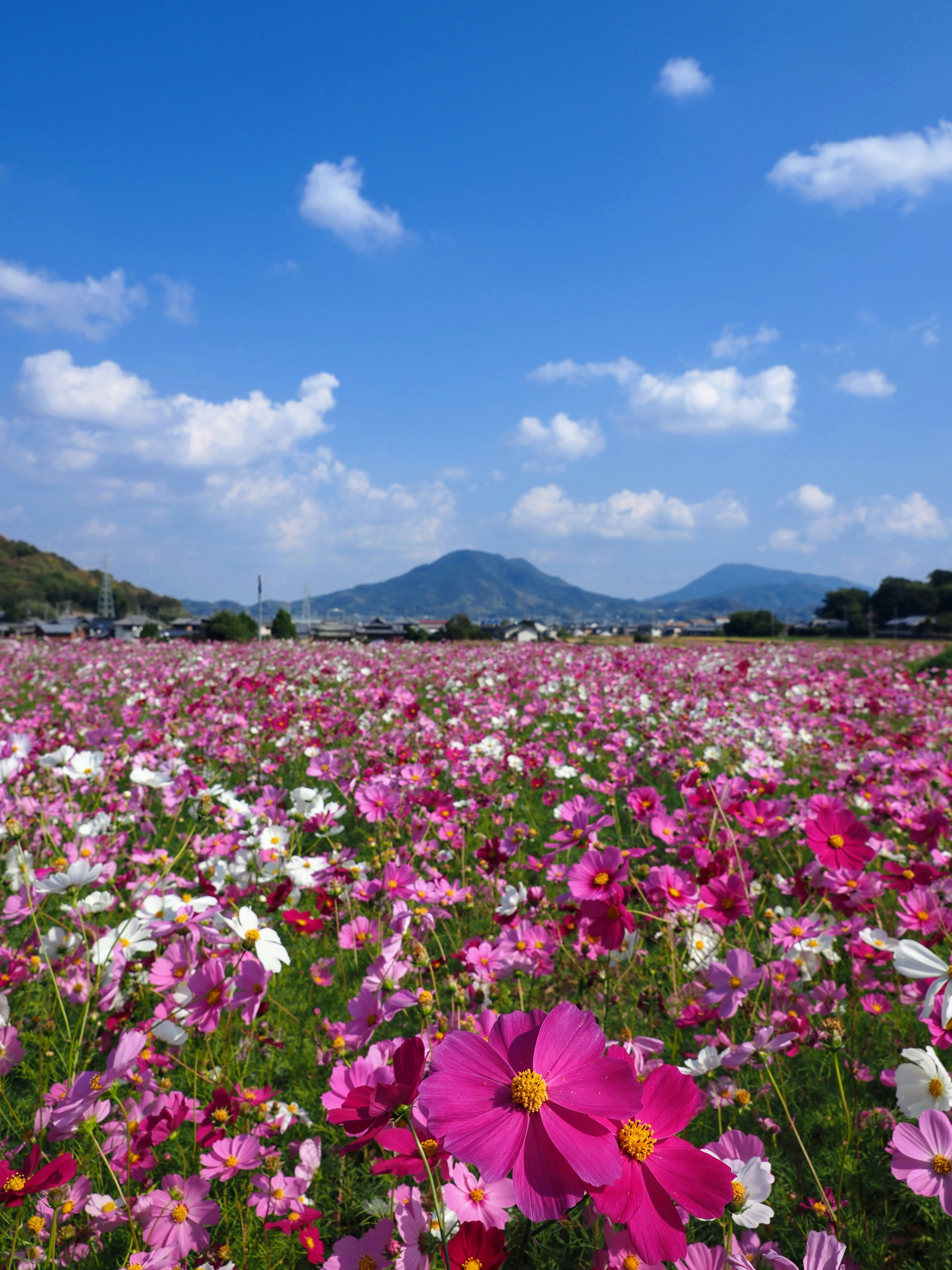 Champs de cosmos colorés sous un ciel bleu avec des montagnes en arrière-plan