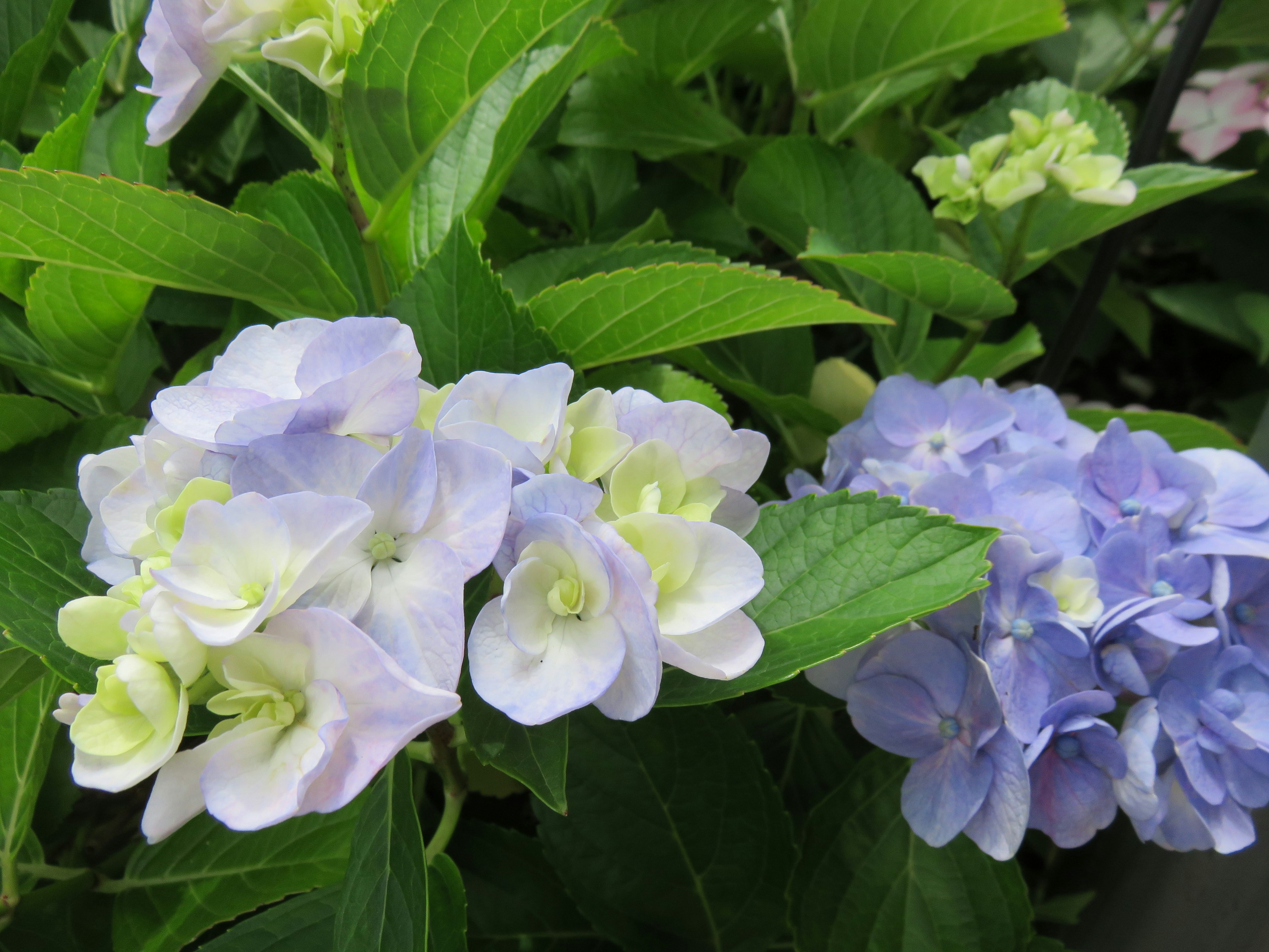 Hortensienblüten in Blau- und Grüntönen