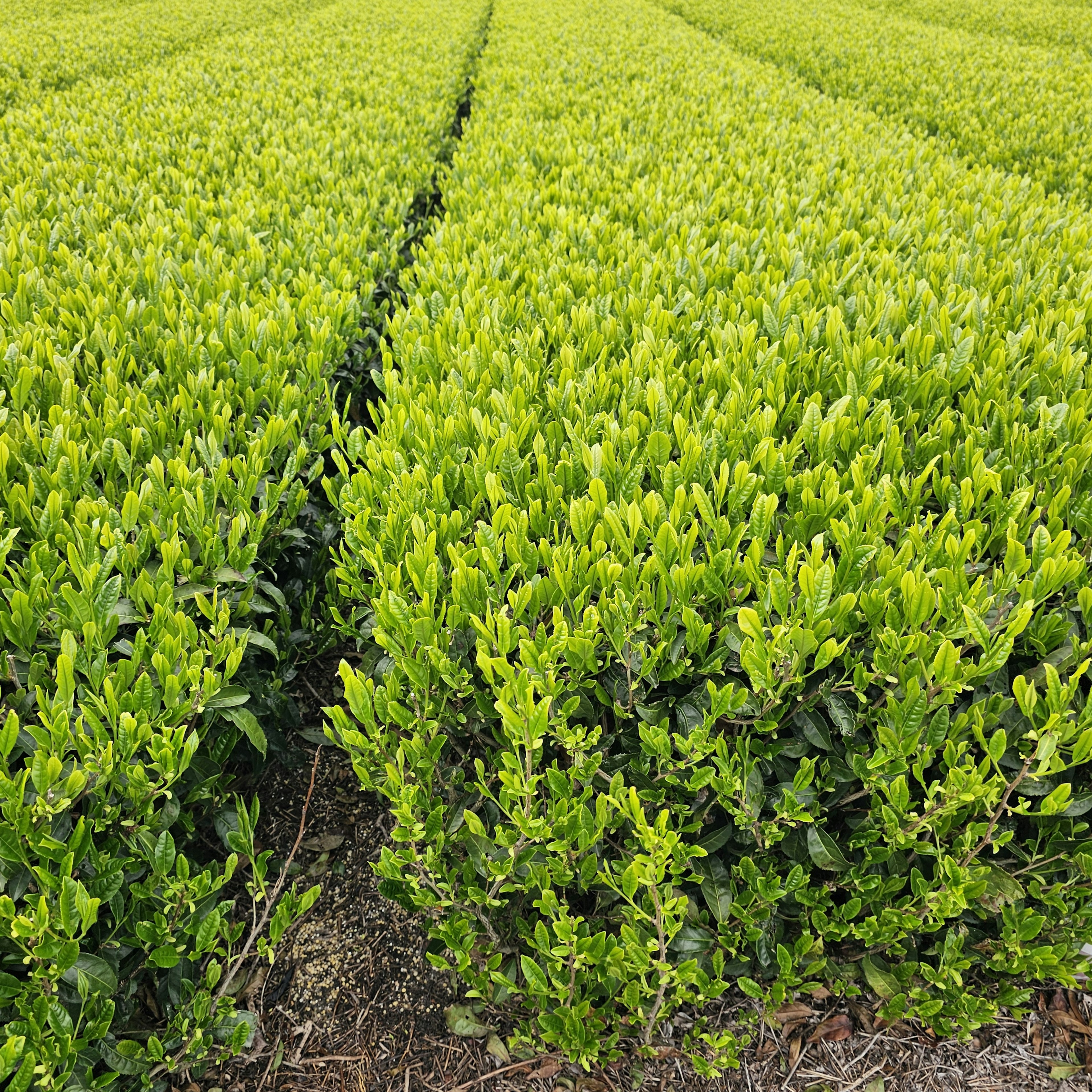 Lush green tea fields stretching in rows