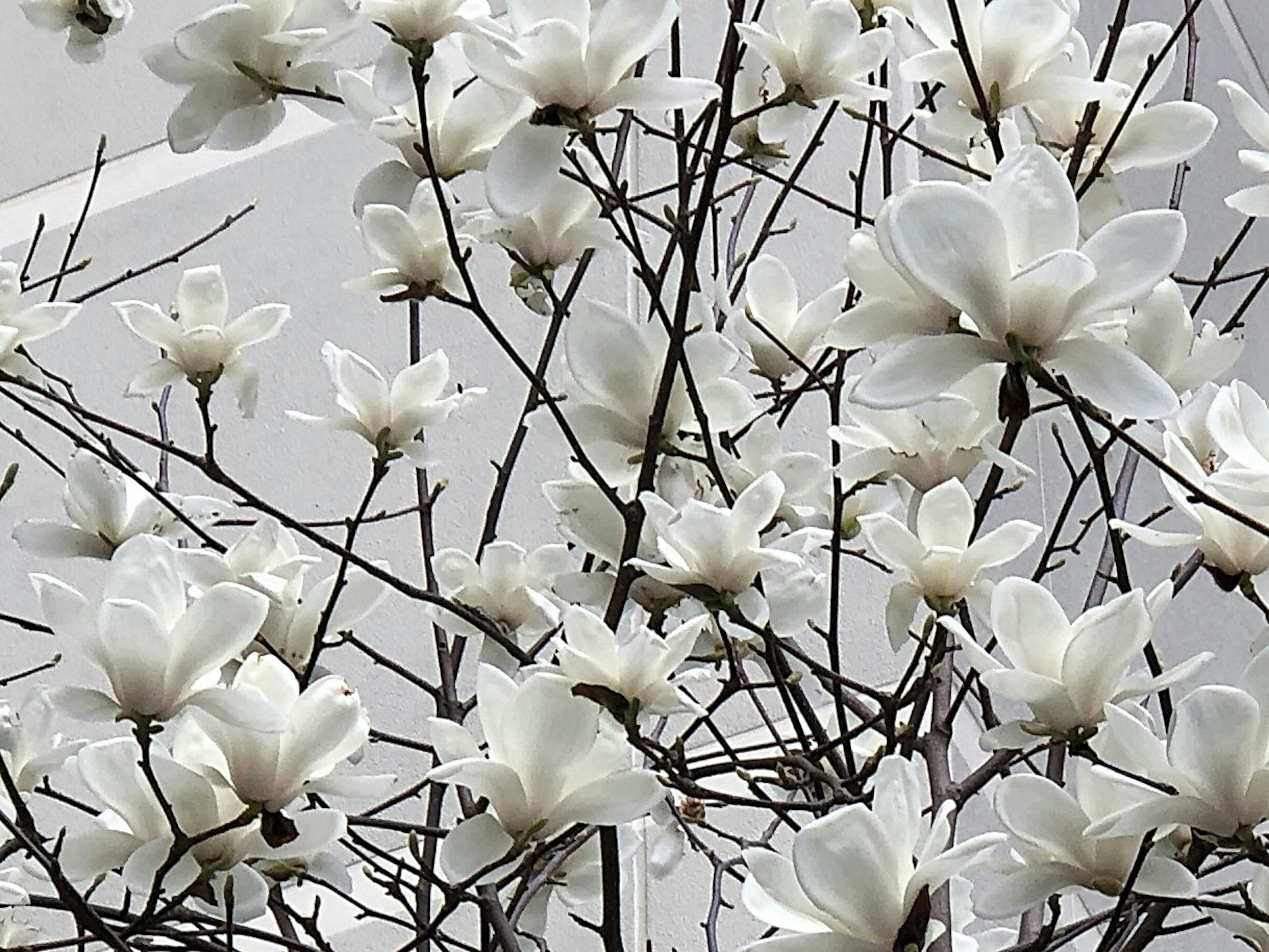 Gros plan de branches avec des fleurs blanches