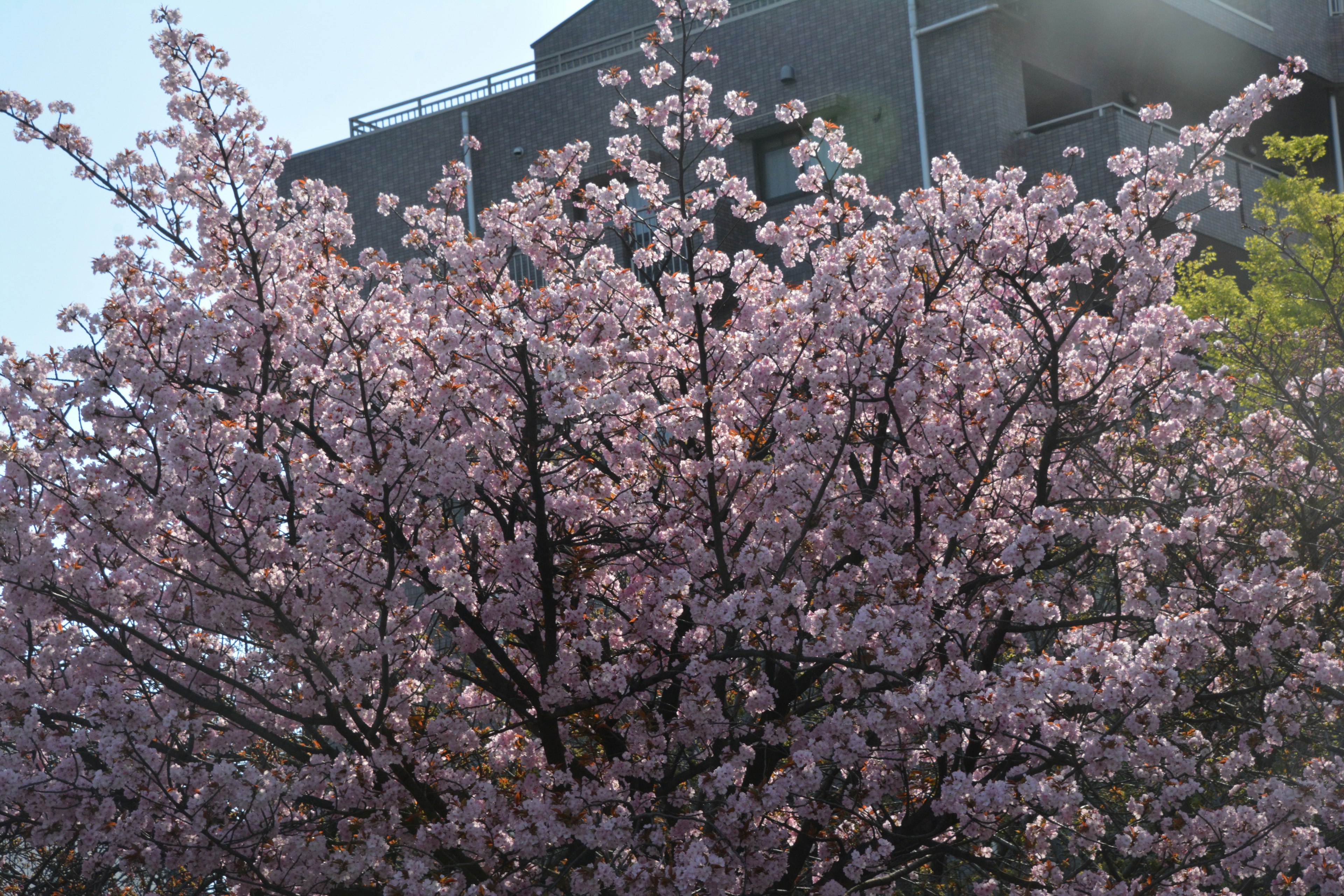 Tangkai pohon sakura dengan bunga pink dan bangunan di latar belakang