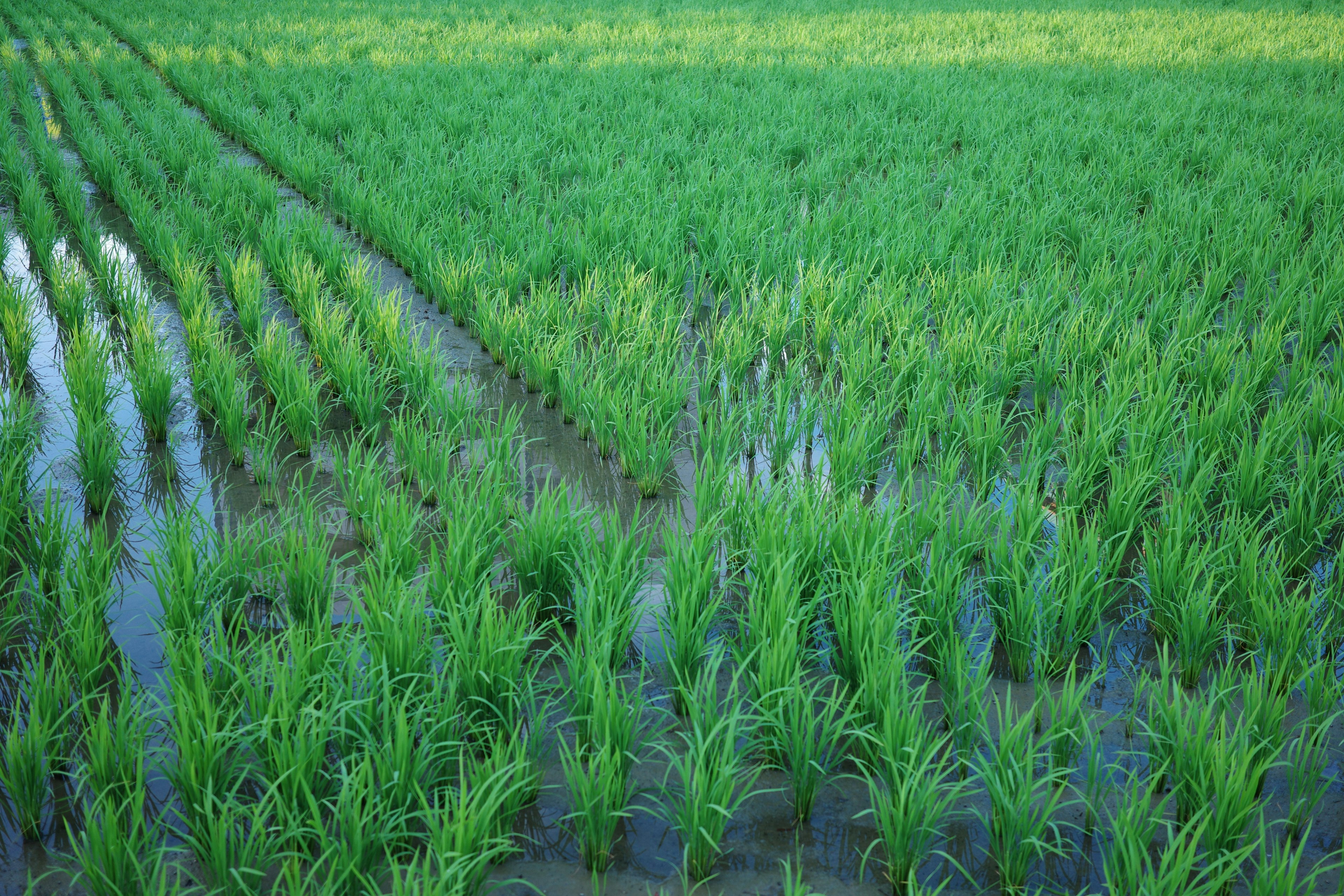 Campo di riso verde lussureggiante con acqua che riflette la luce del sole