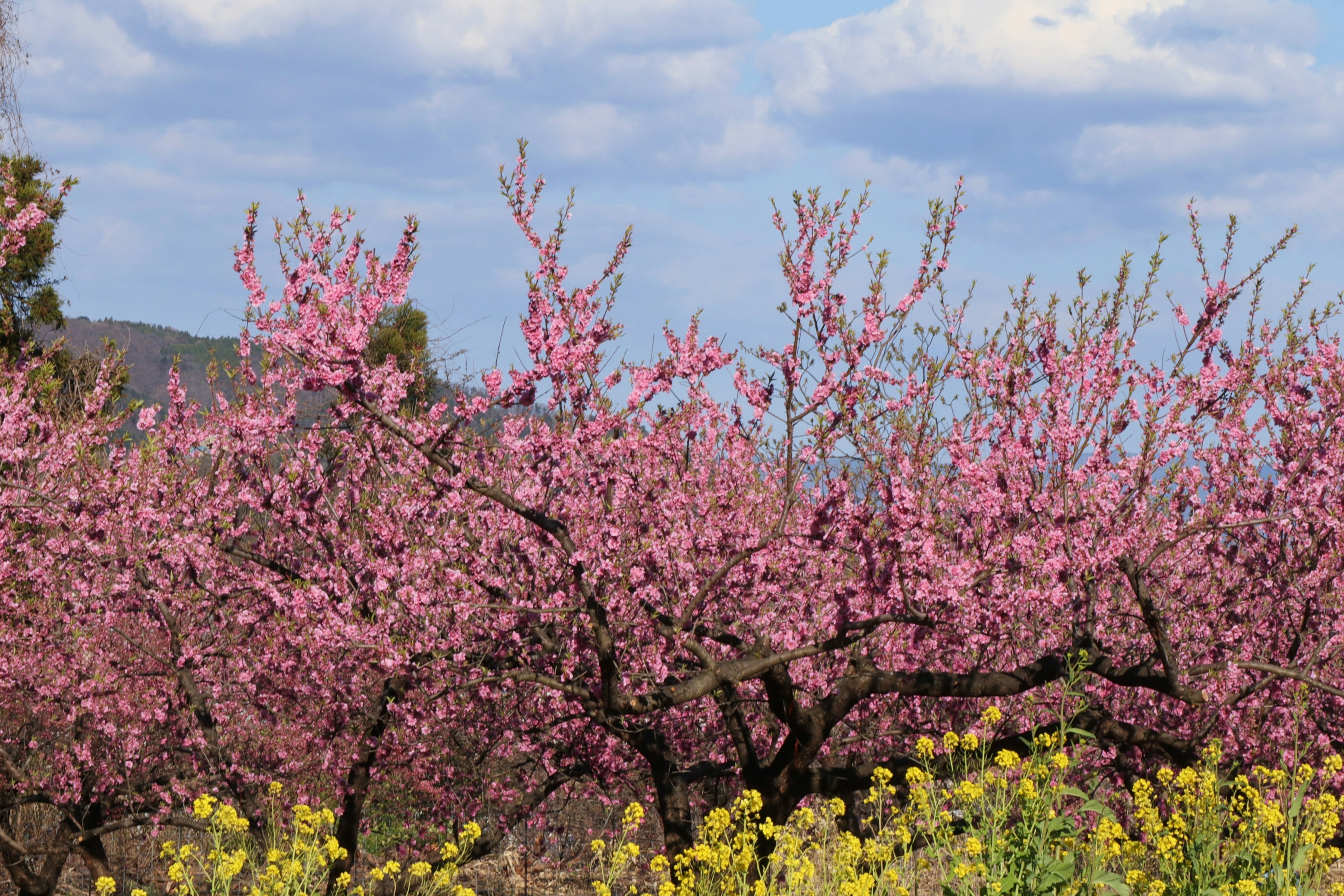 桜の木と黄色い菜の花が咲いている風景