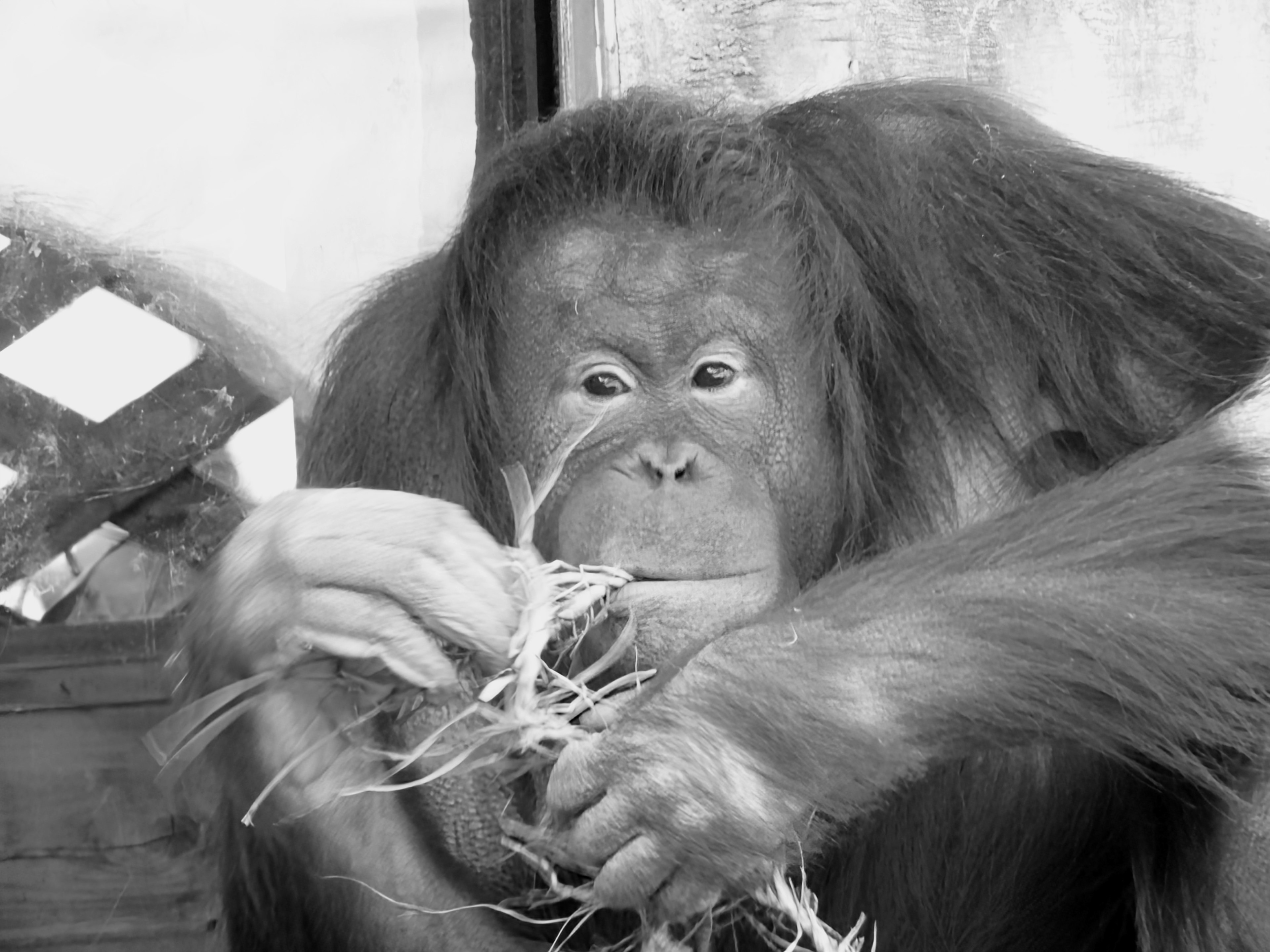 Orang-Utan frisst Gras in einem monochromen Foto