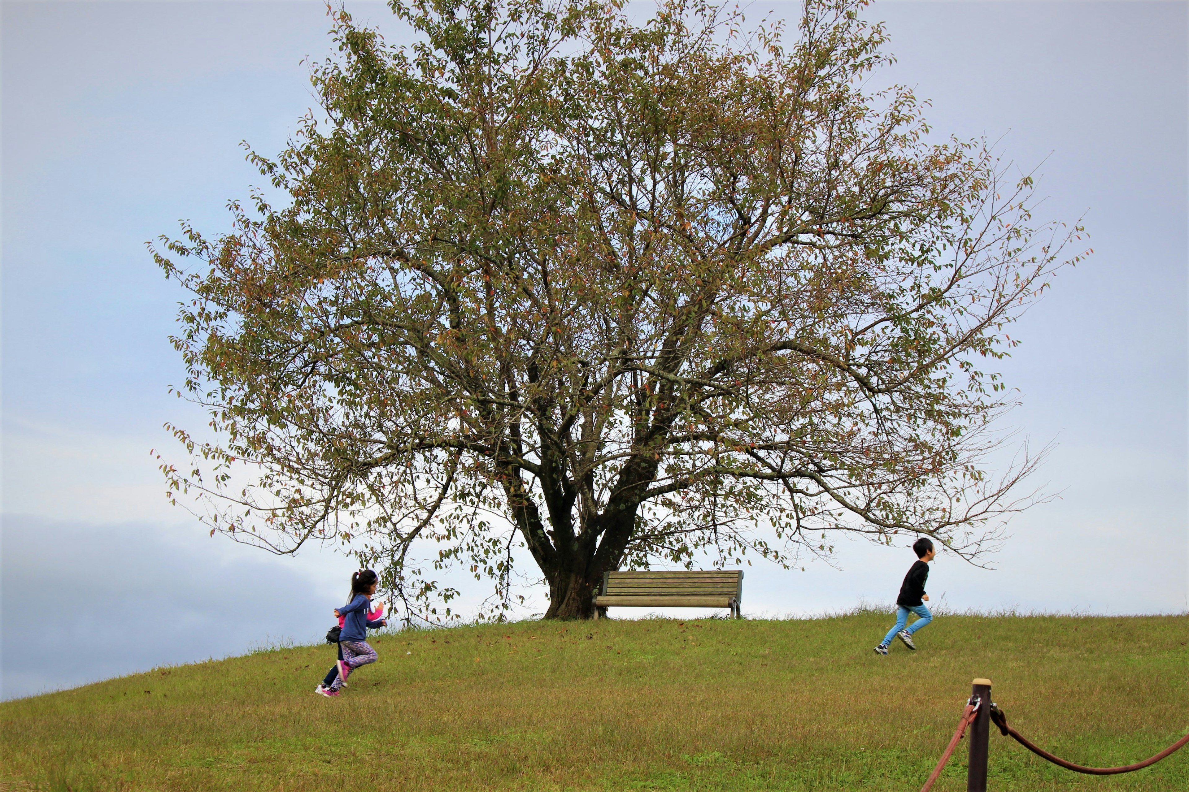 子供たちが木の下で遊ぶ風景