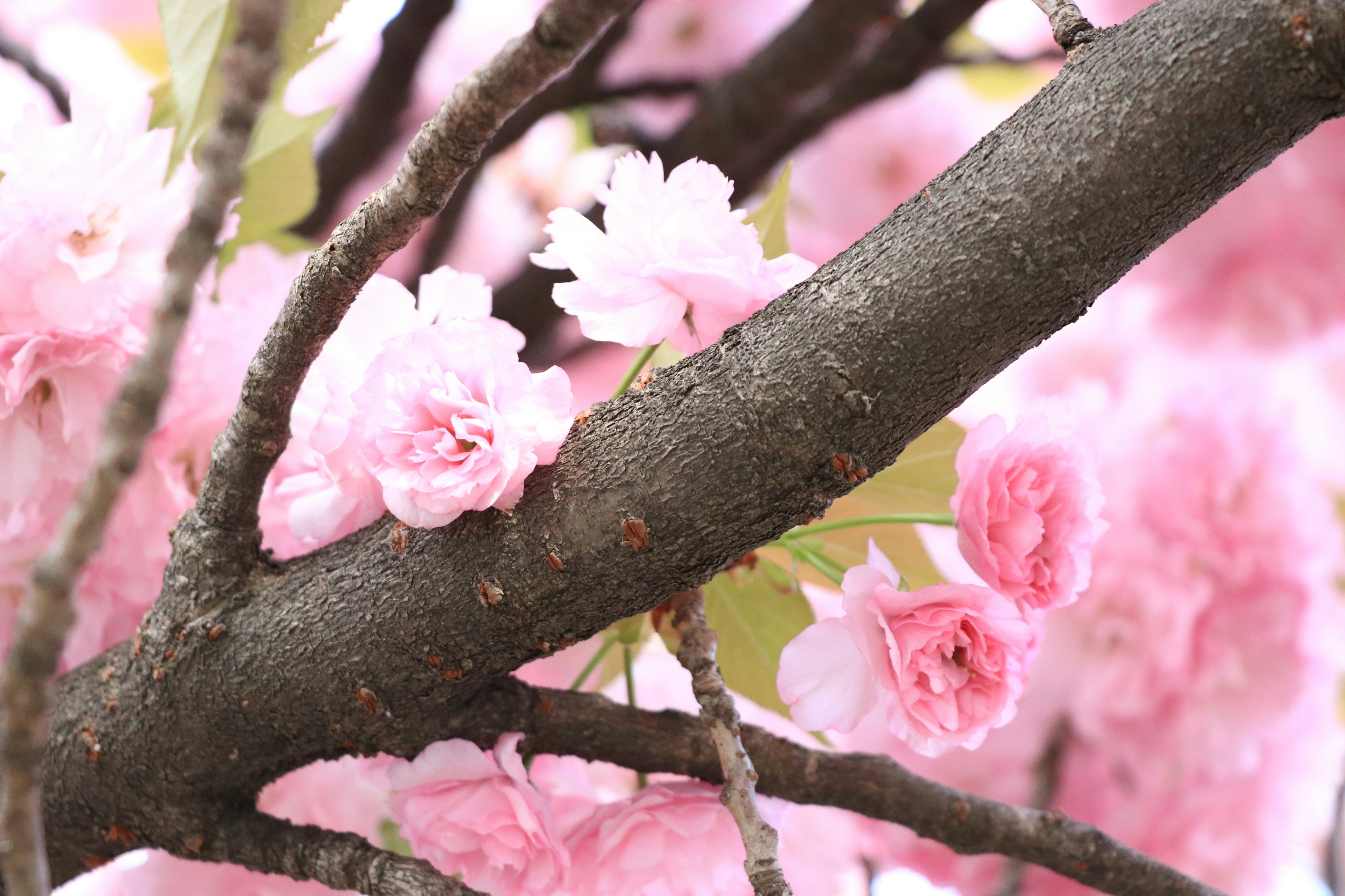 Kedekatan bunga sakura di cabang pohon