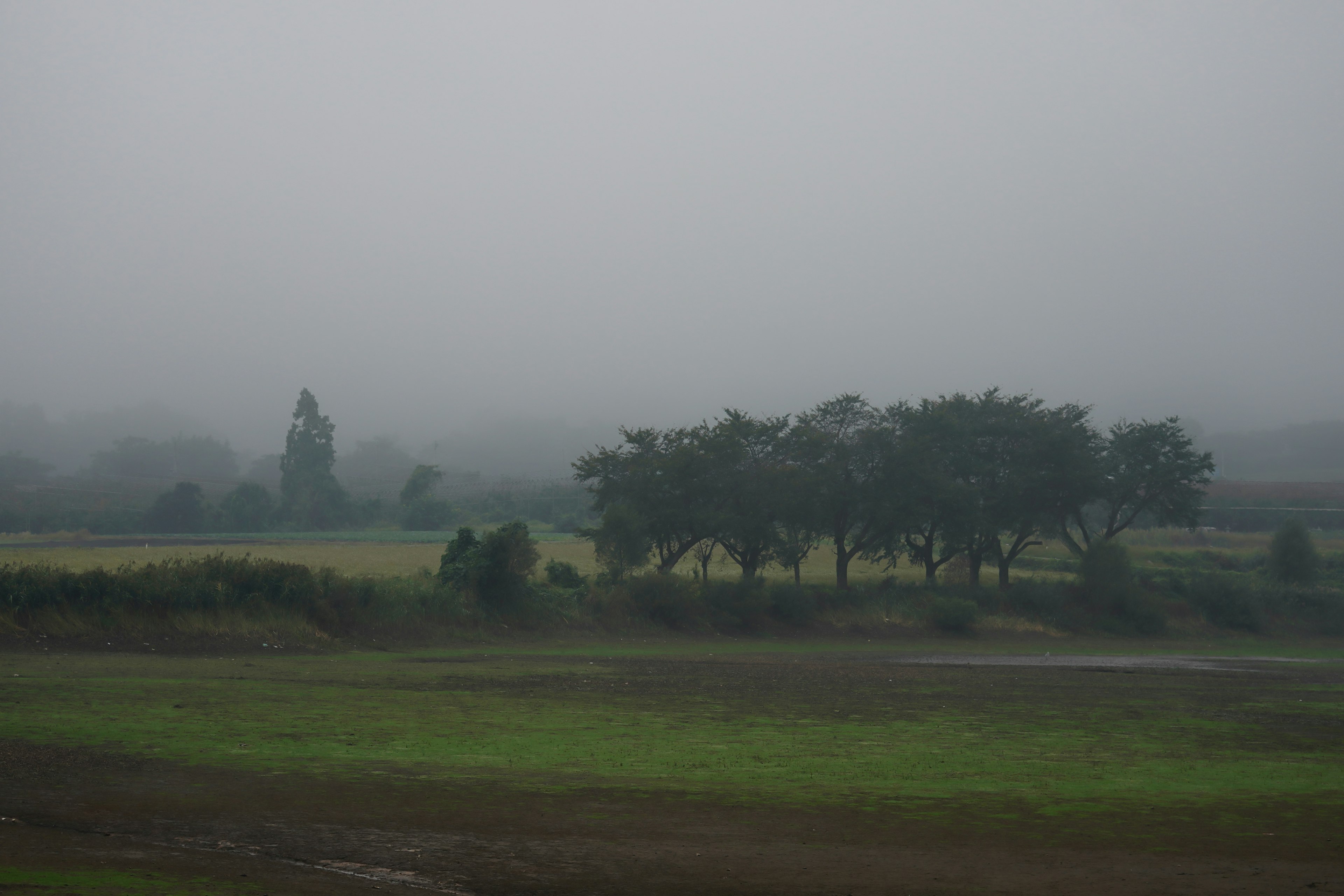 Misty landscape with green fields and trees in the distance