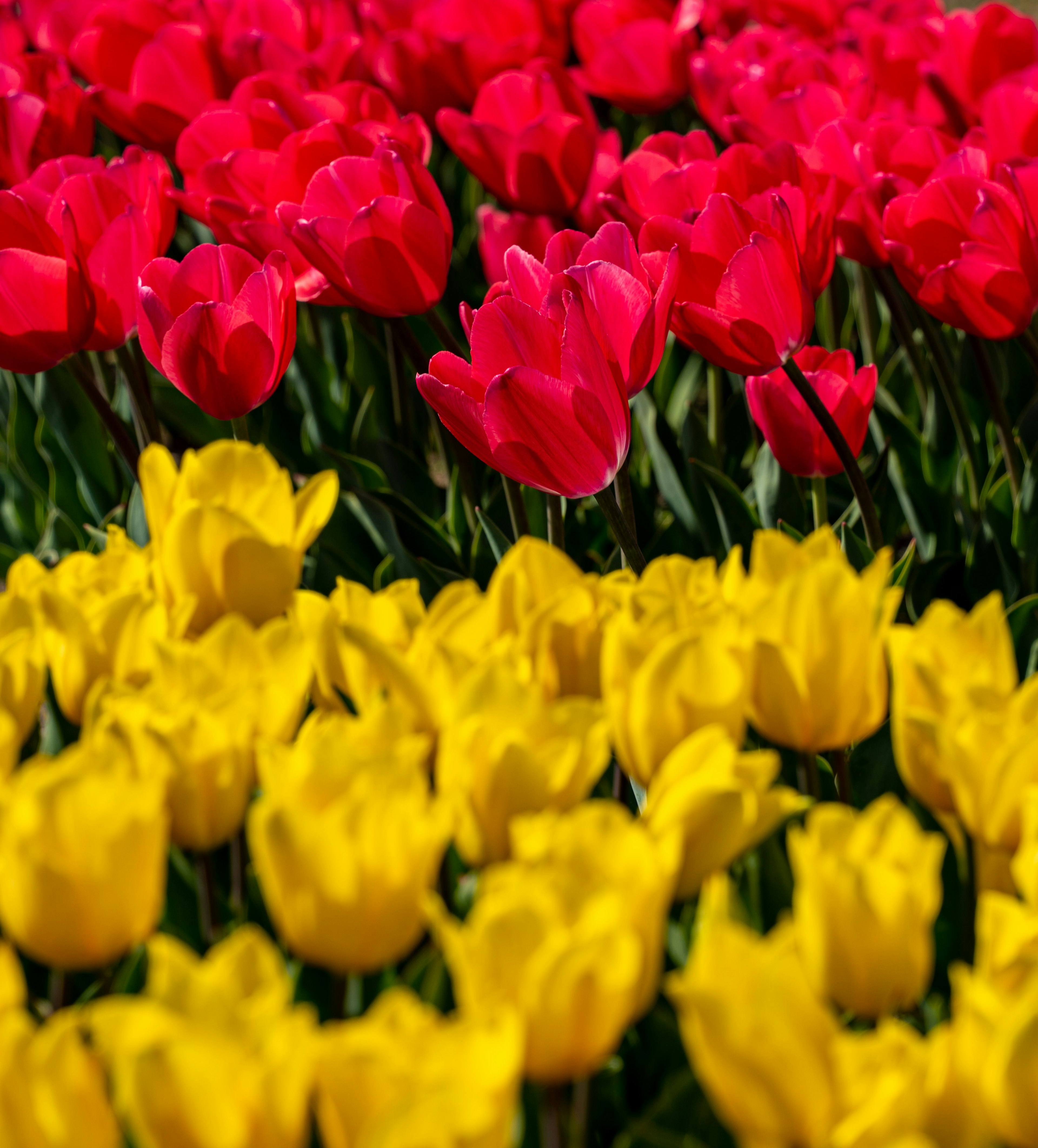 赤と黄色のチューリップの花畑