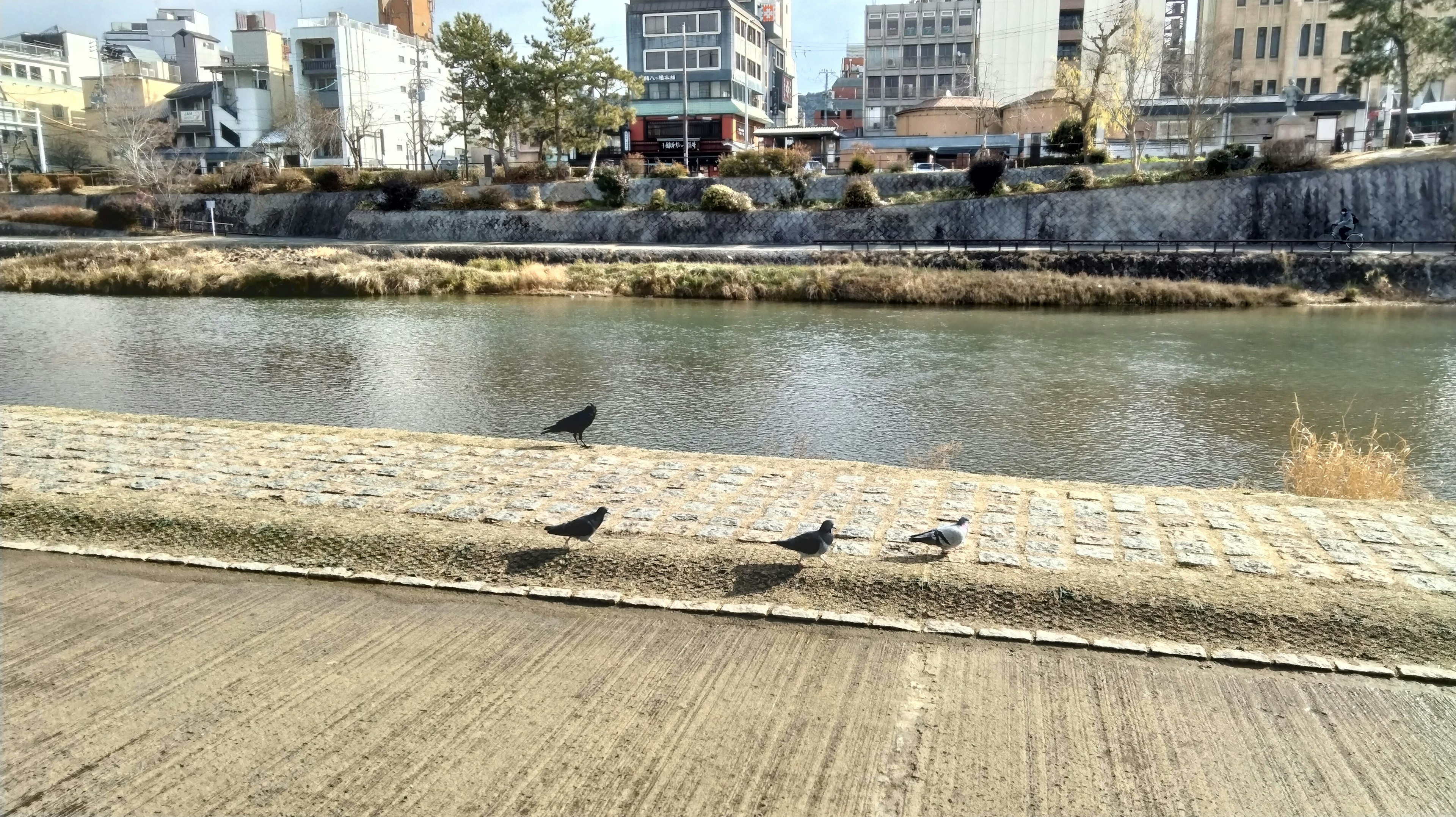 川のほとりにいる数羽の鳥と周囲の建物