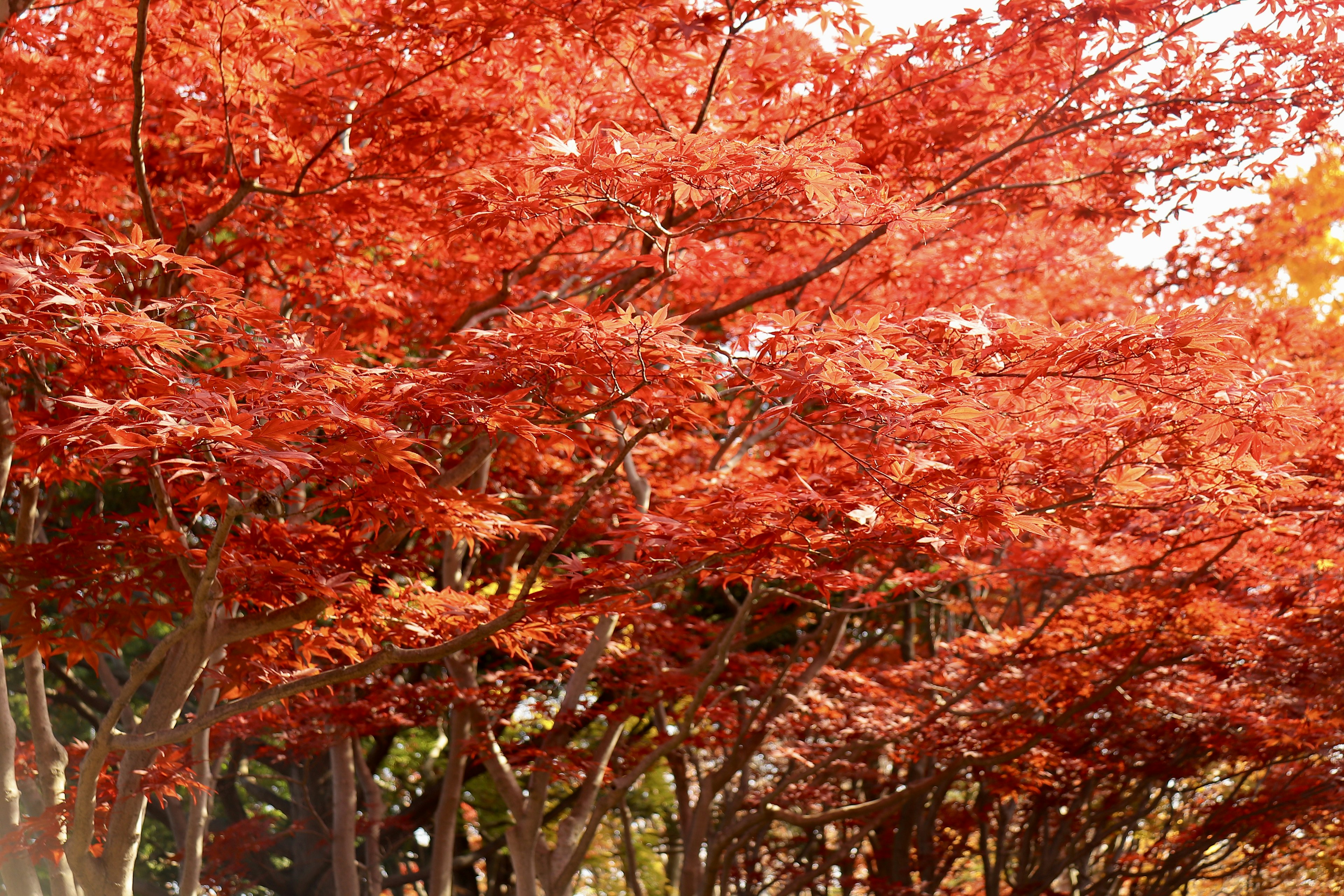 秋の紅葉したもみじの木々の群れ