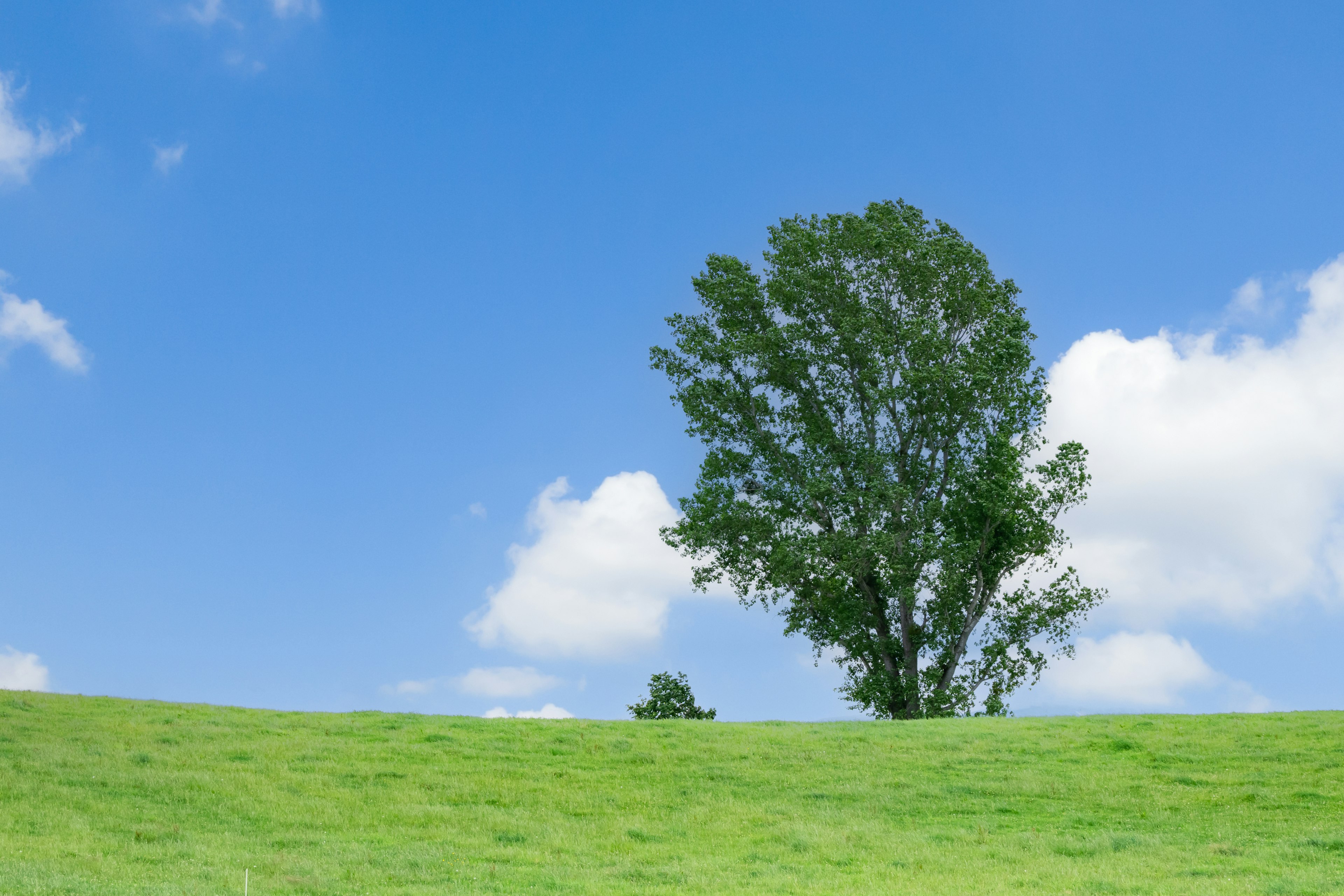 Un arbre vert sur une colline herbeuse sous un ciel bleu