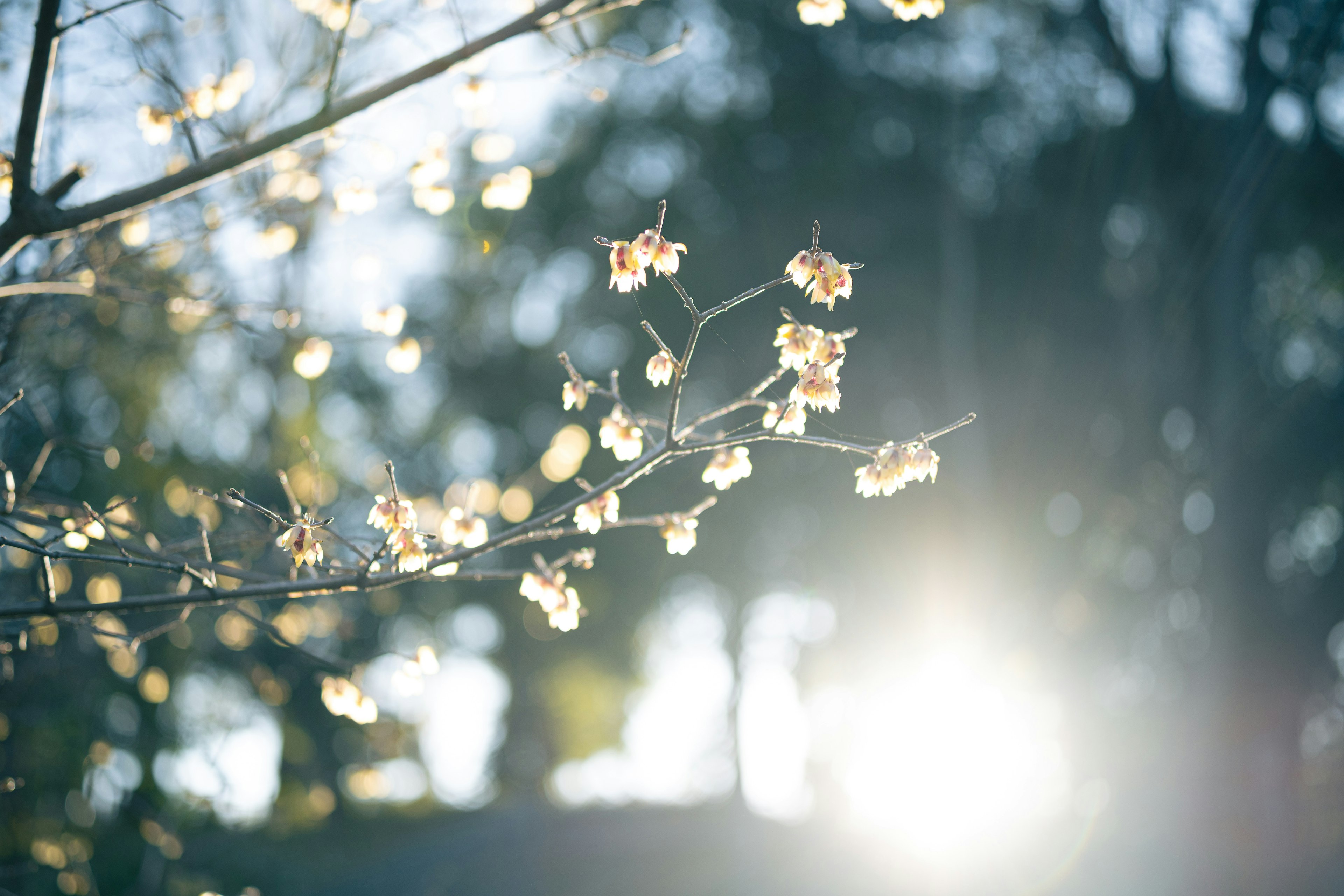 Gros plan sur des branches fleuries illuminées par une lumière douce