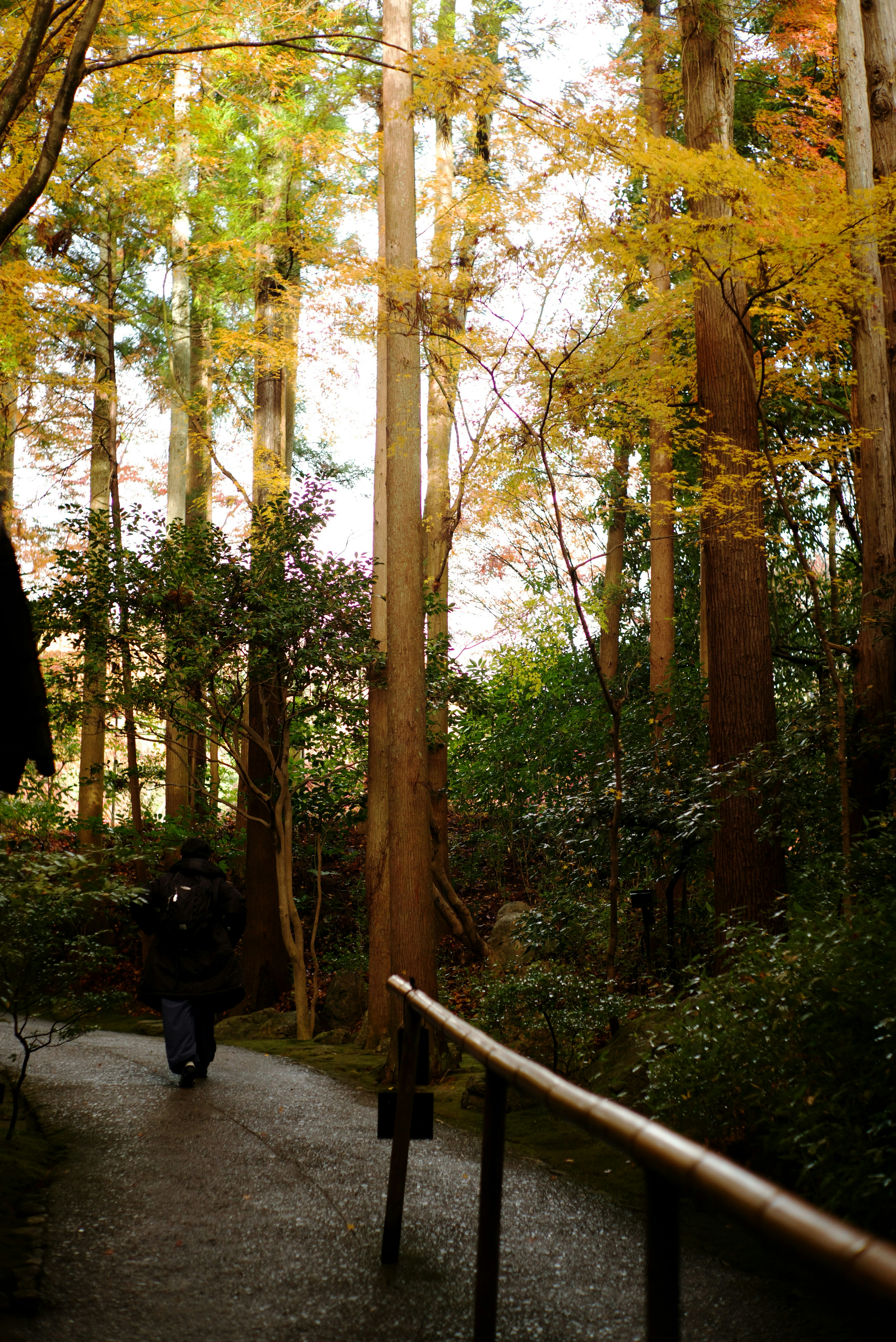 A person walking along a forest path with colorful autumn leaves